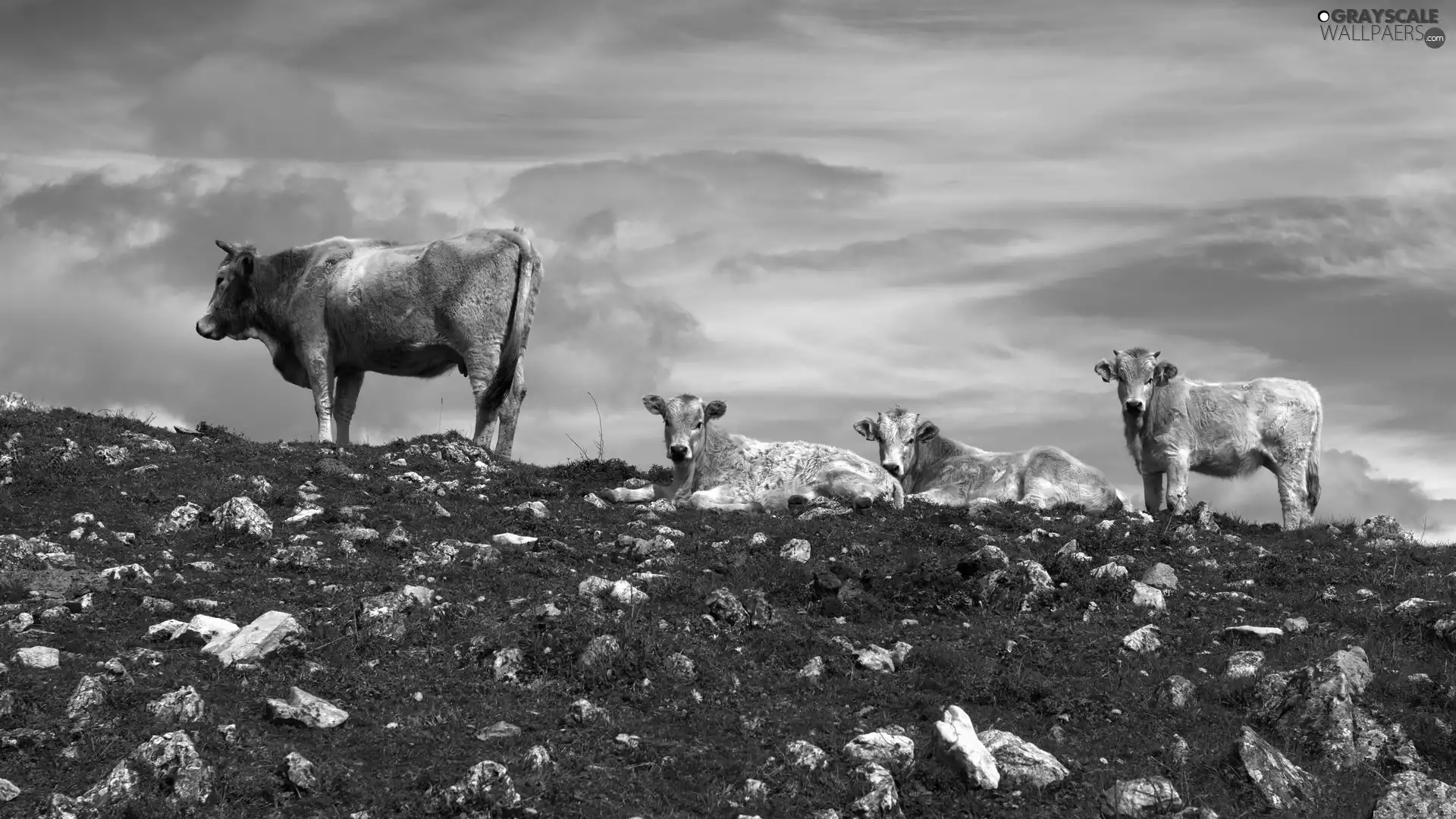 pasture, Stones, Grey, Cows, four