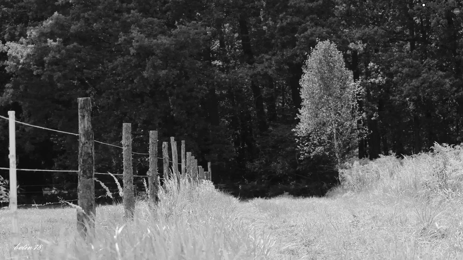 Way, fence, pasture, forest