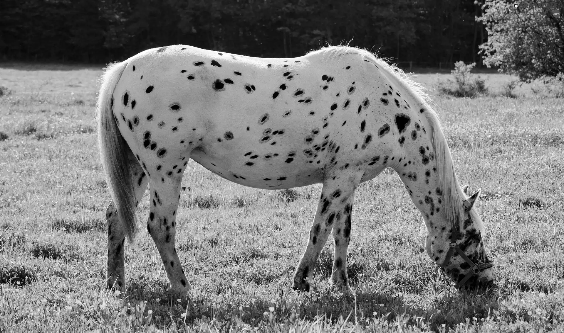 Patches, White, Horse