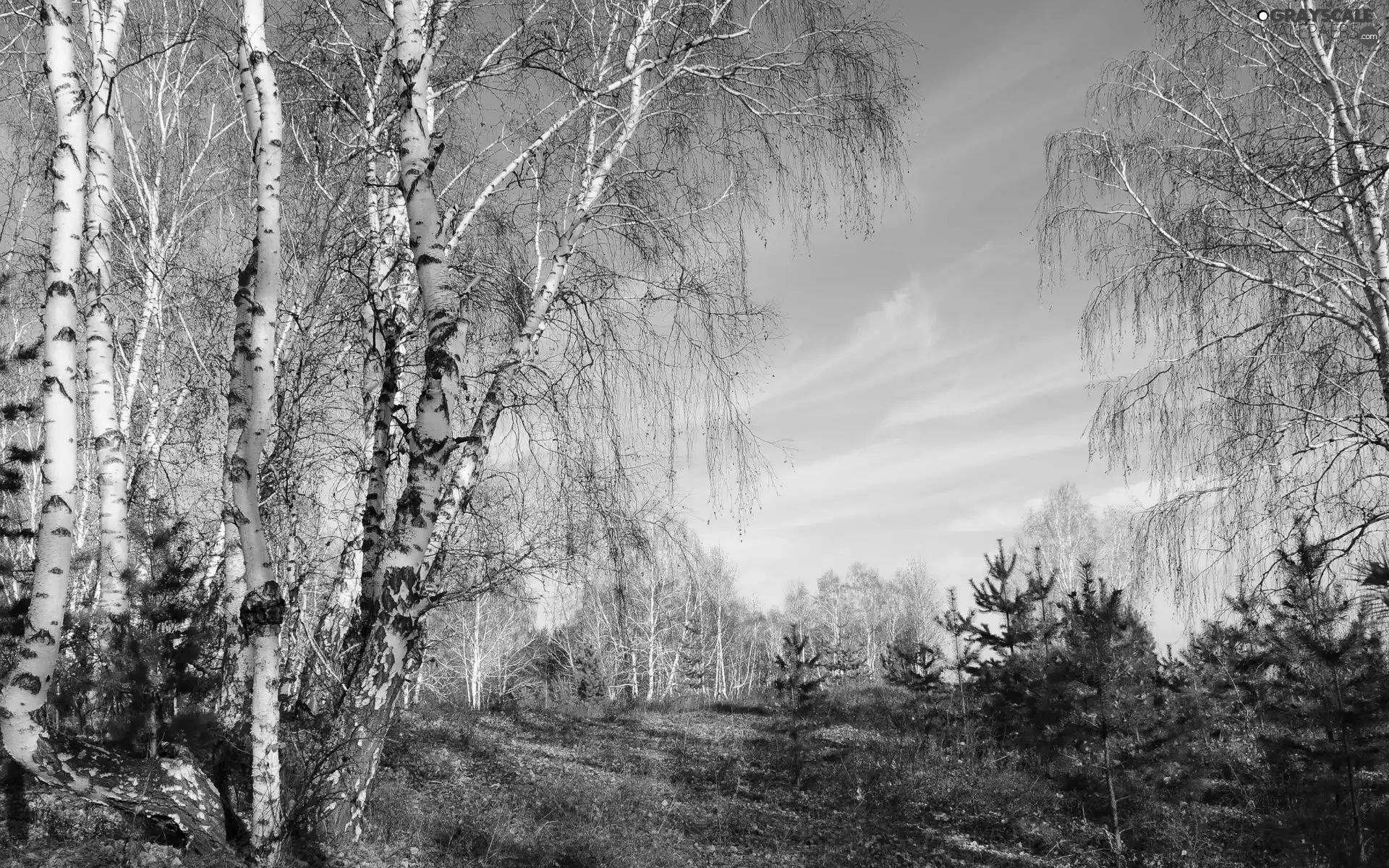 Path, autumn, birch, Leaf, forest