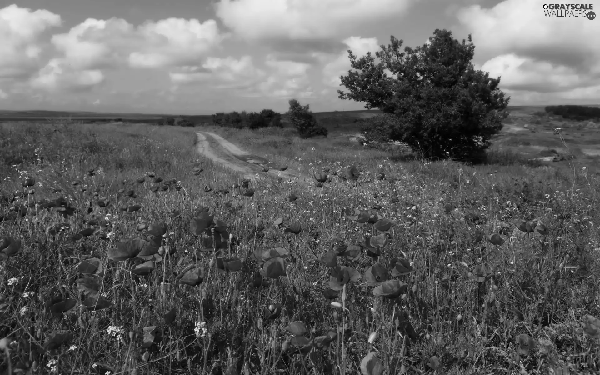 viewes, papavers, Path, clouds, Field, trees