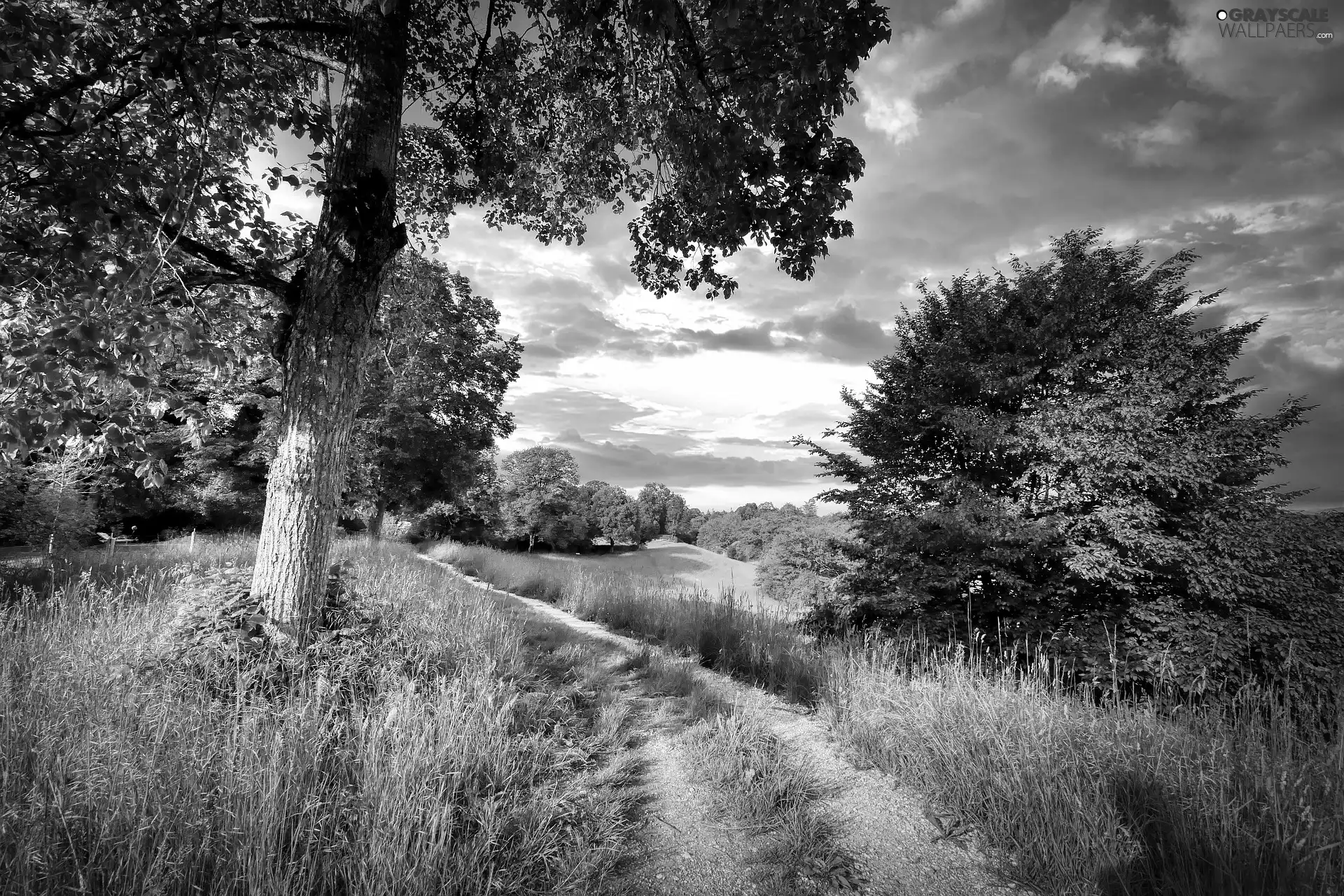 forest, viewes, clouds, Path, trees, grass, summer
