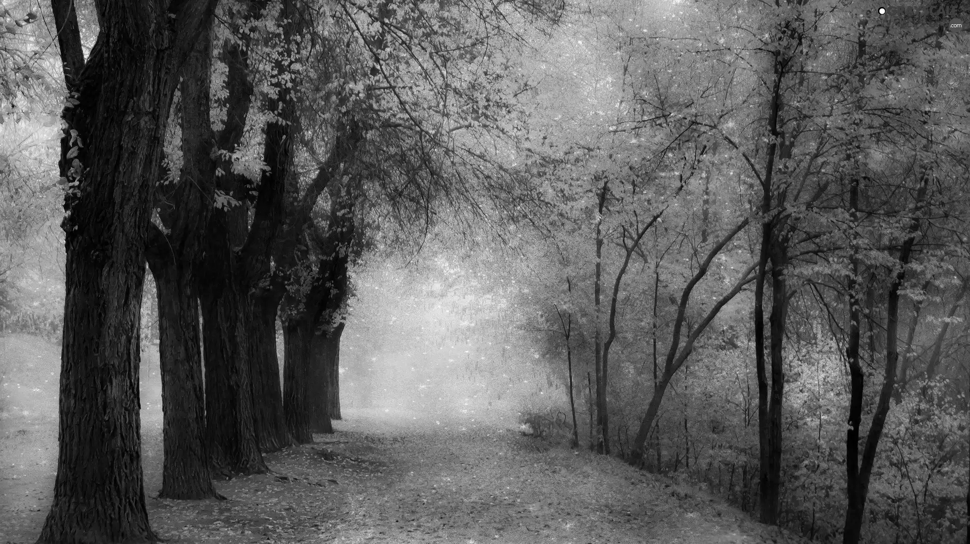 Path, forest, Fog