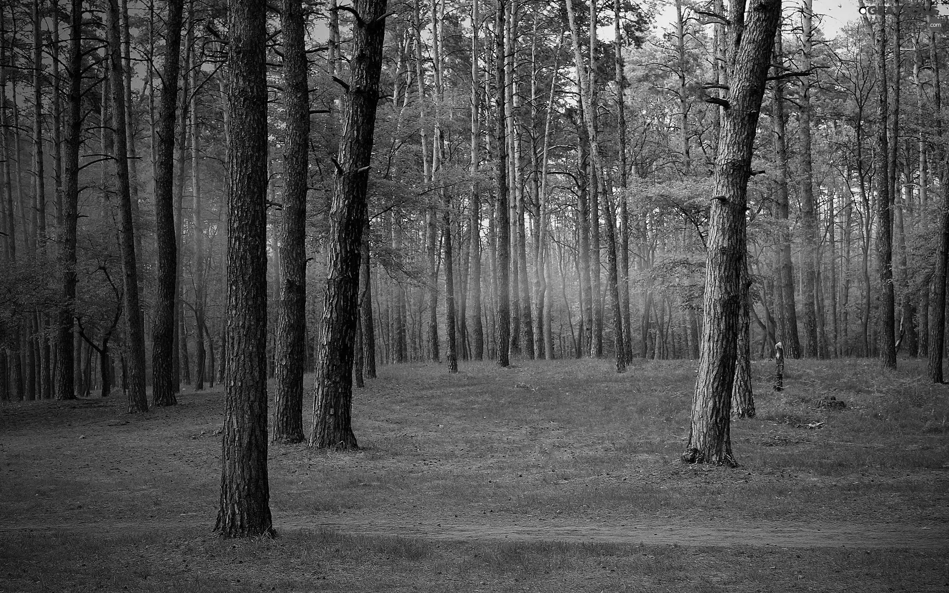 forest, Path