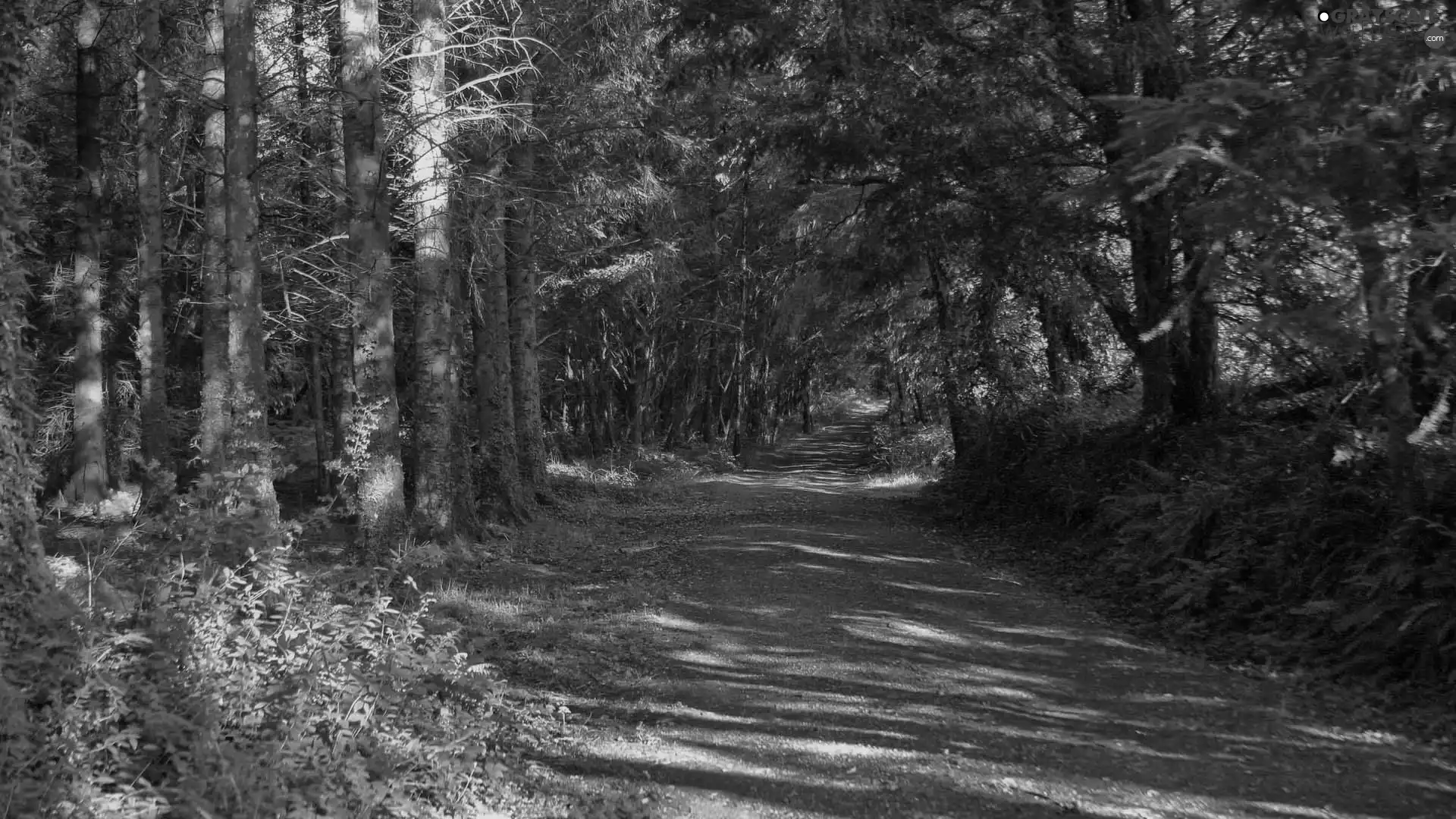 forest, Path