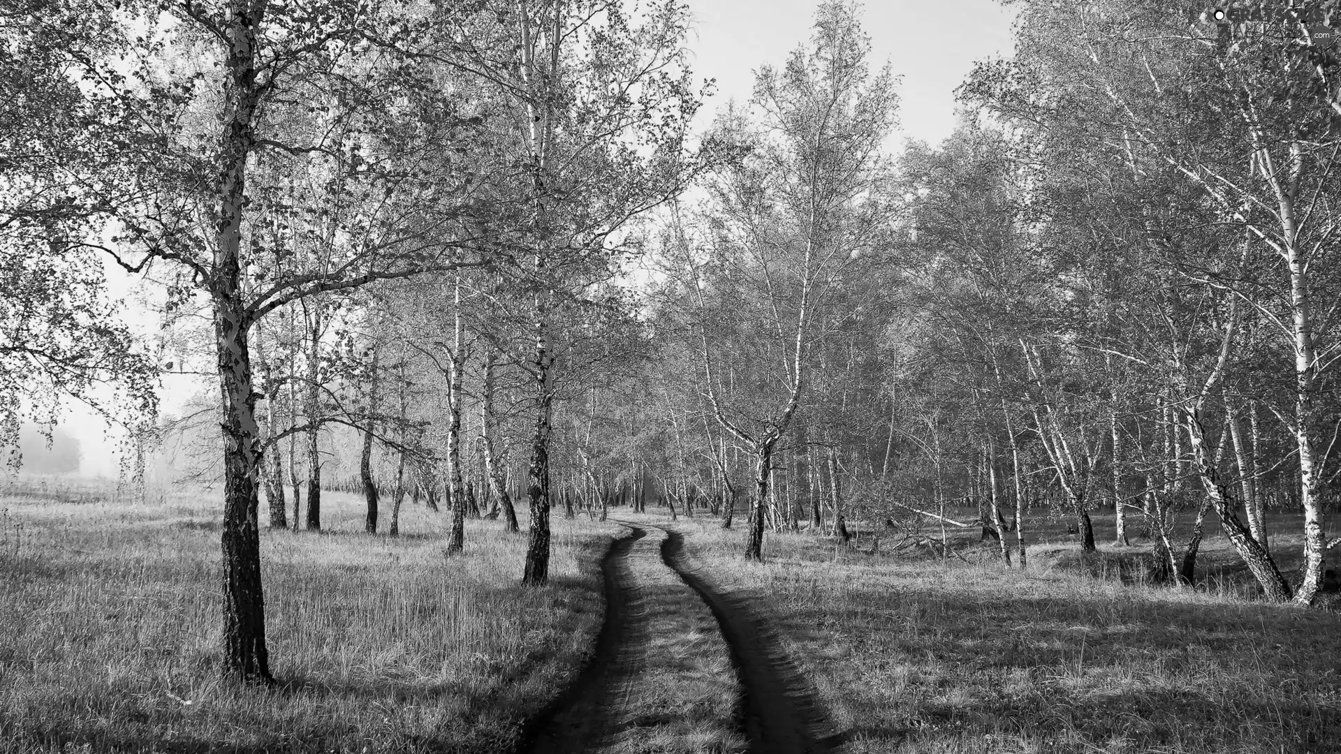 forest, Path