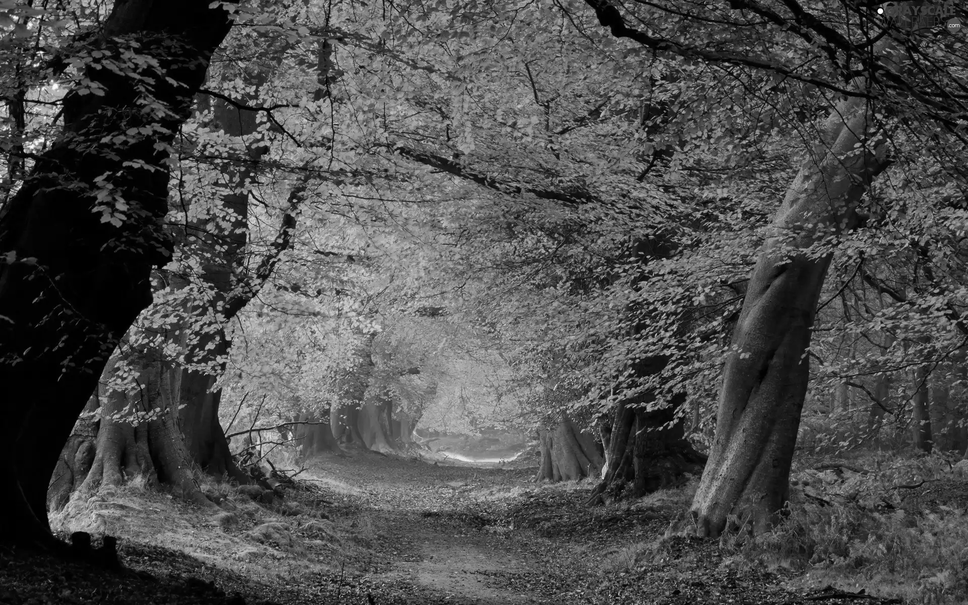 Path, autumn, forest