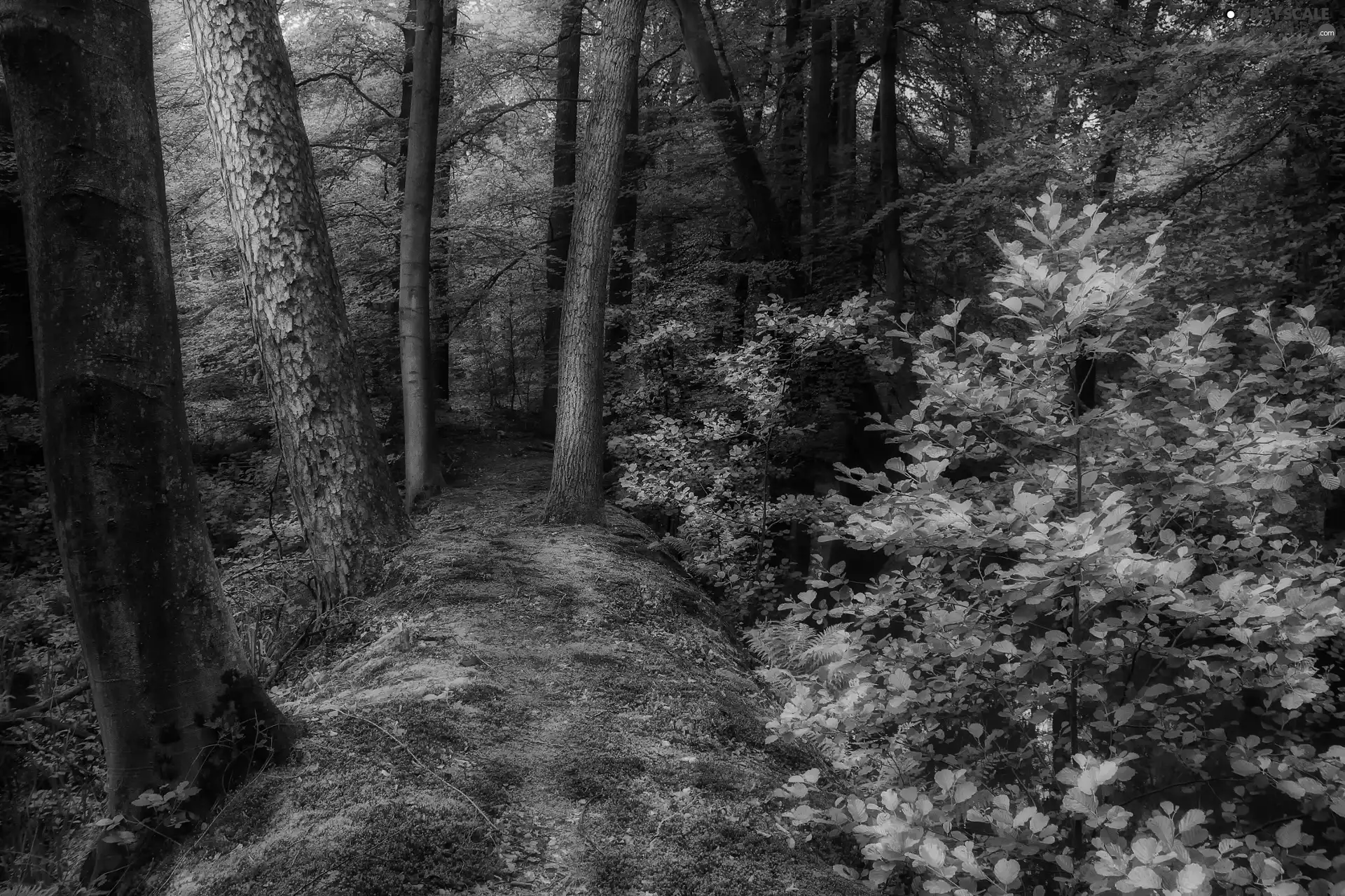 forest, Bush, autumn, Path