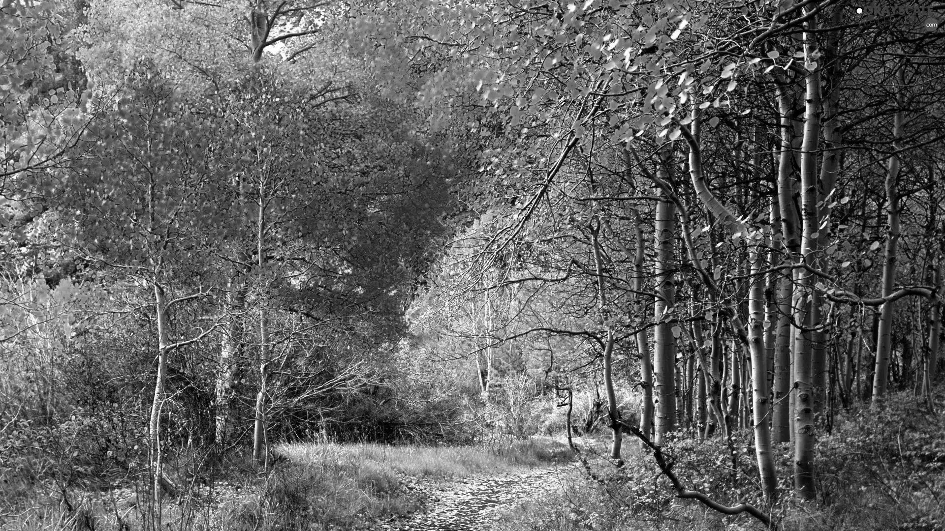 Path, autumn, forest