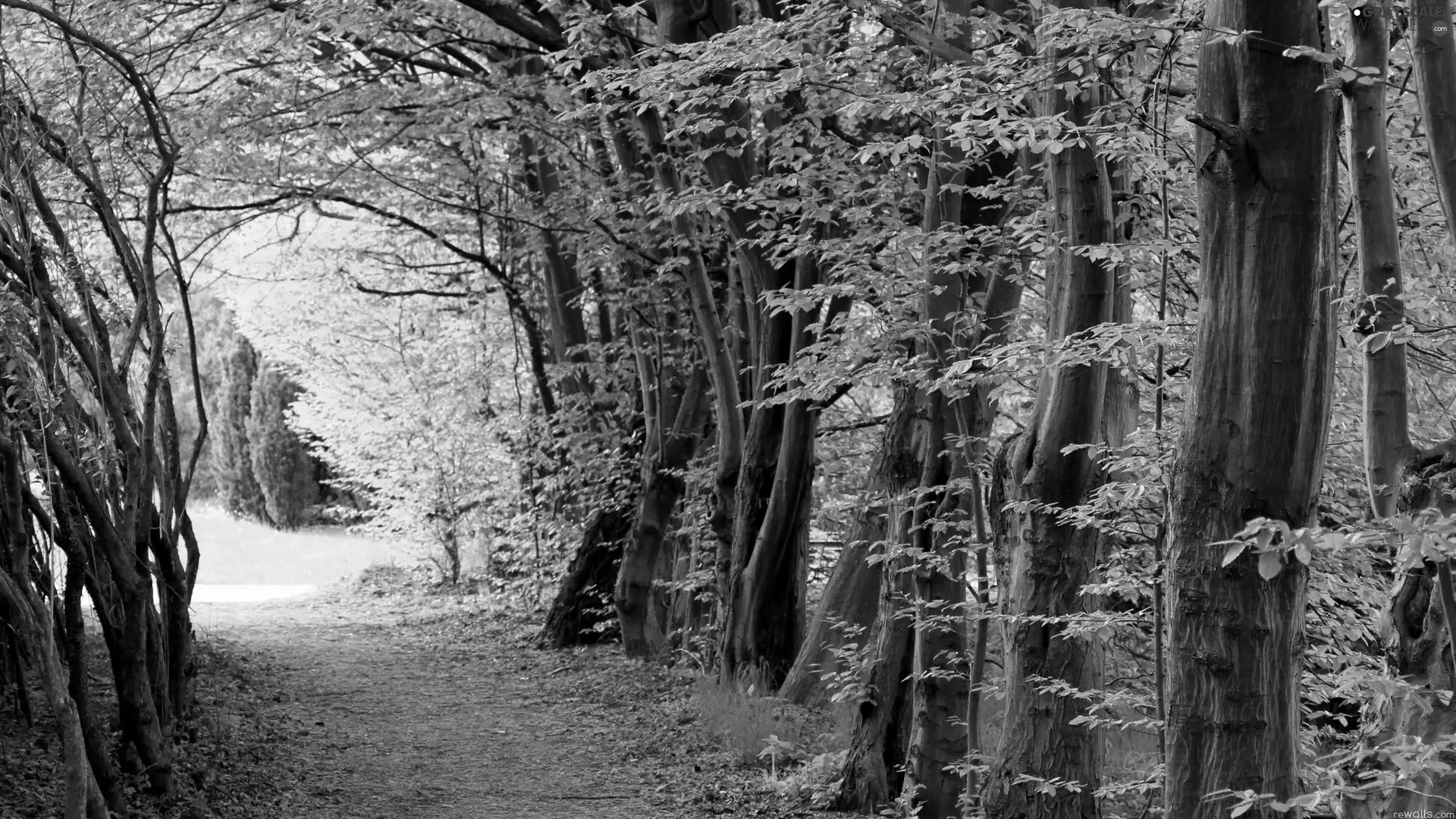 Path, Green, forest
