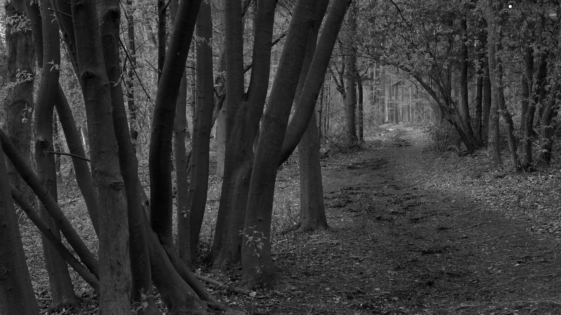 forest, viewes, Path, trees