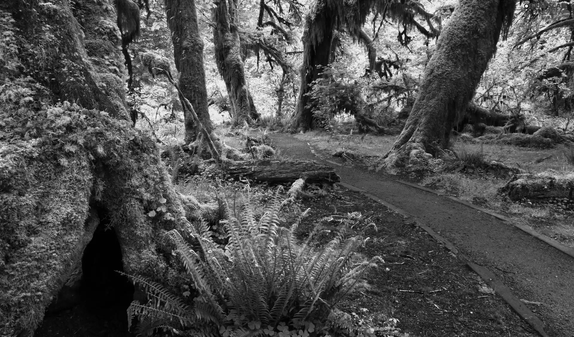 forest, viewes, Path, trees