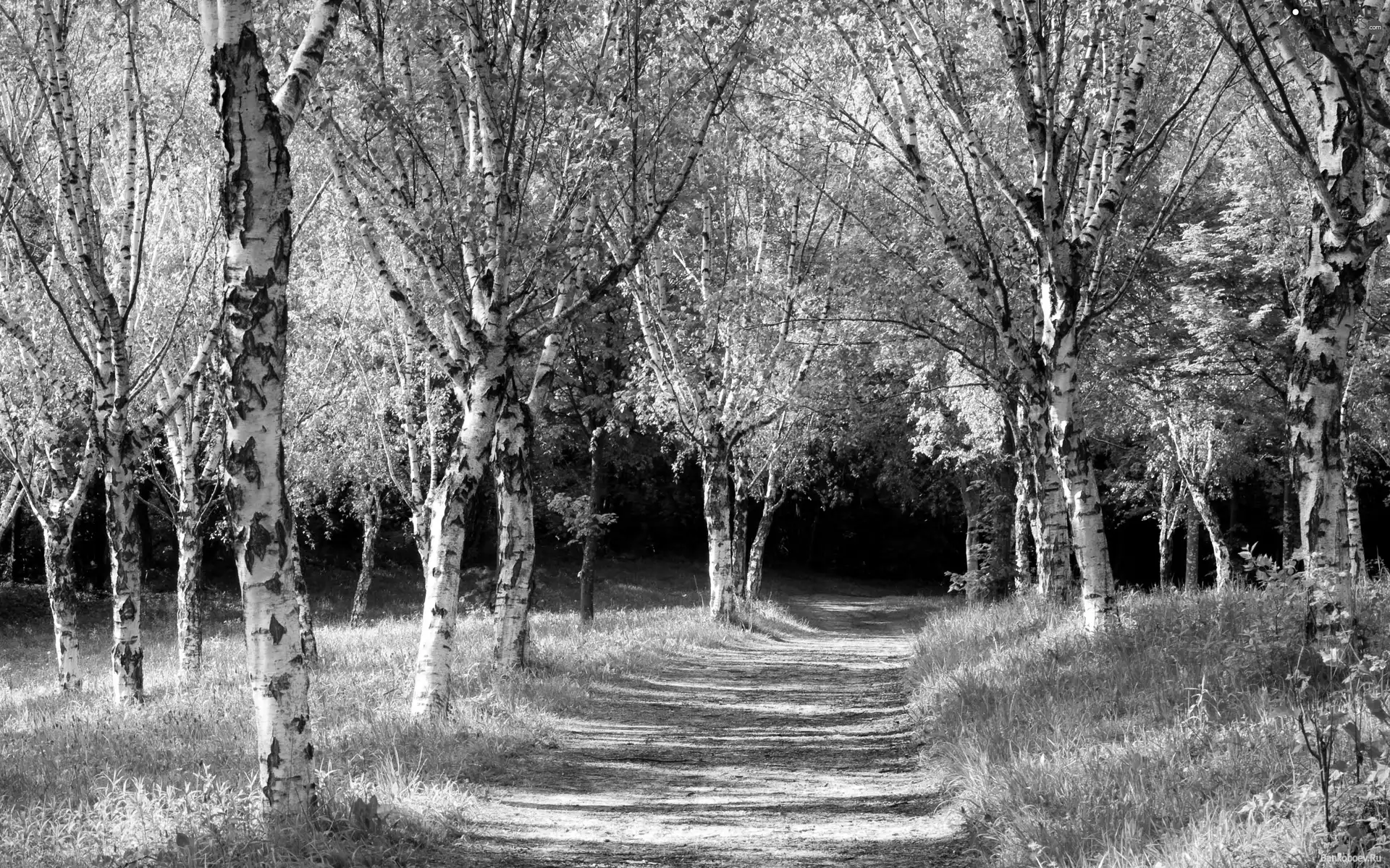 forest, Path