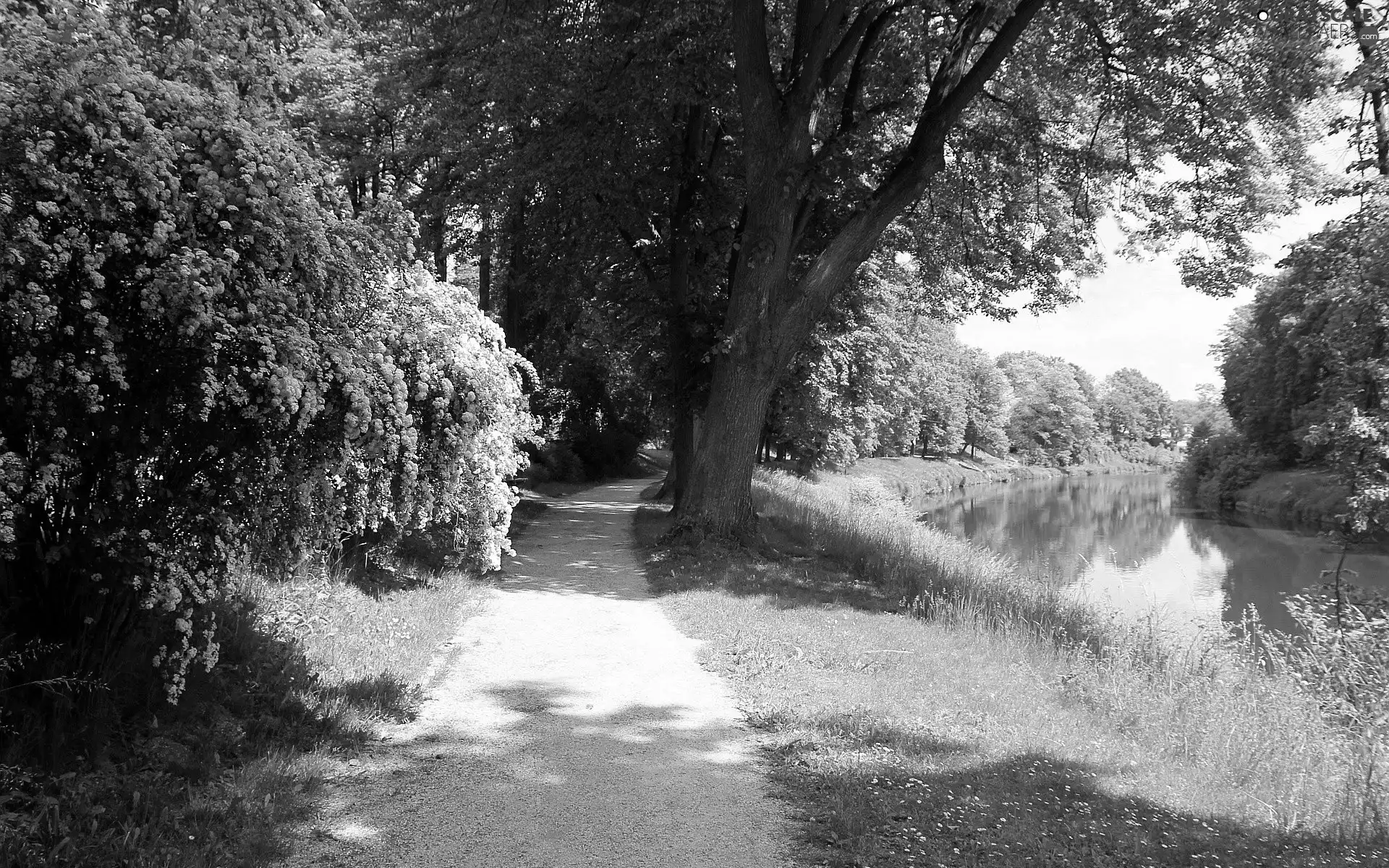 Path, green, trees, viewes, River