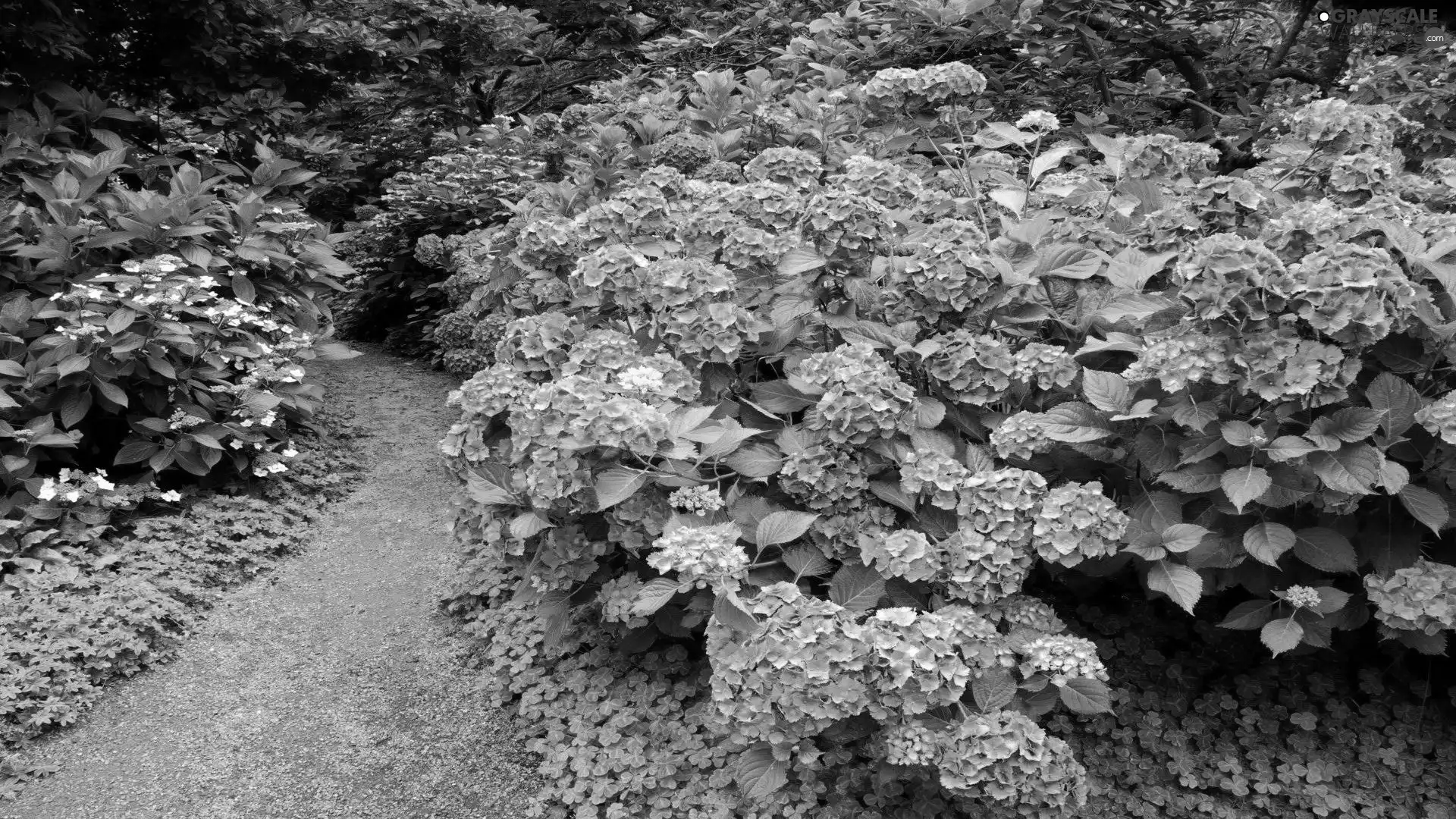 Path, Flowers, Hortense