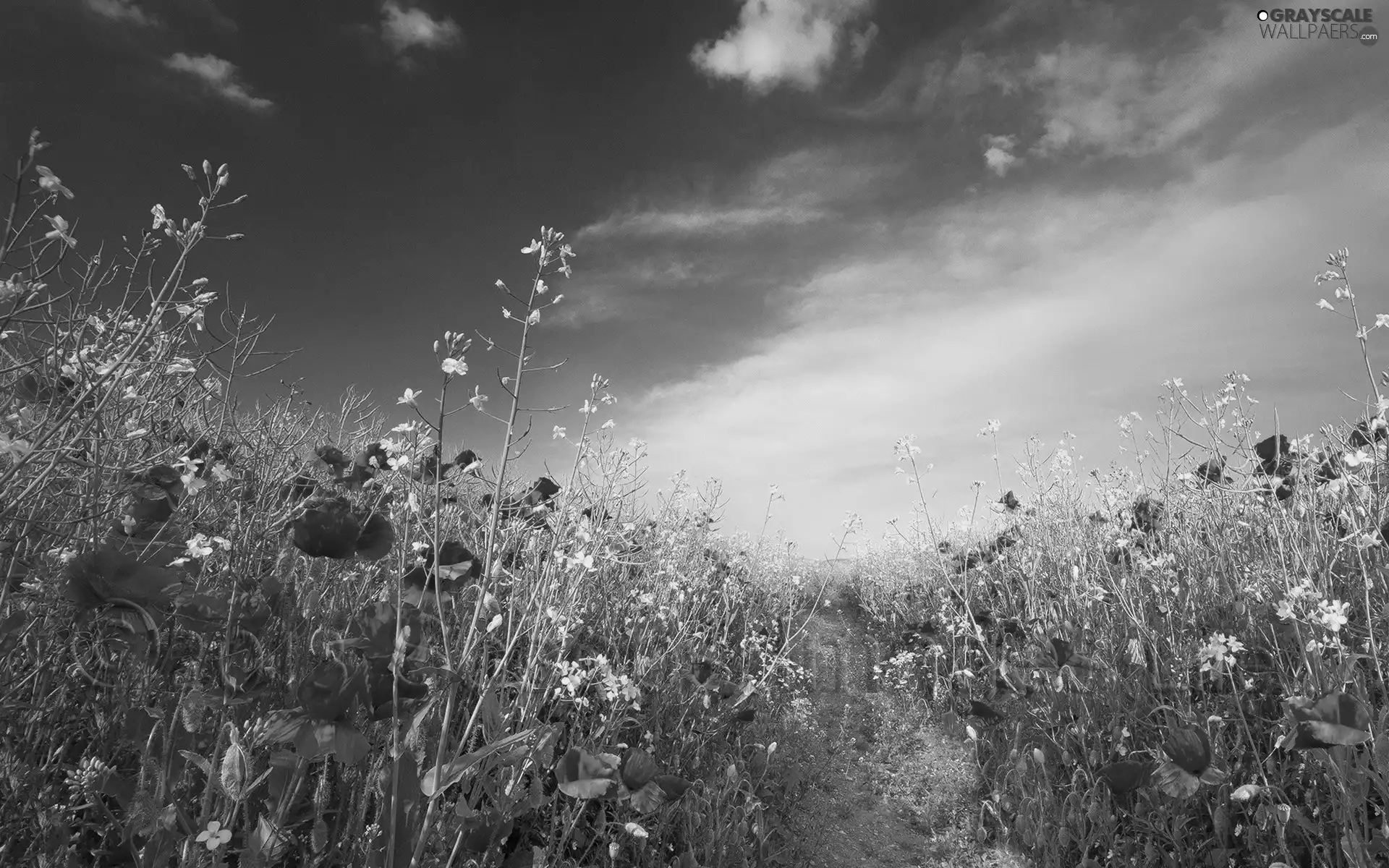 Path, papavers, Meadow