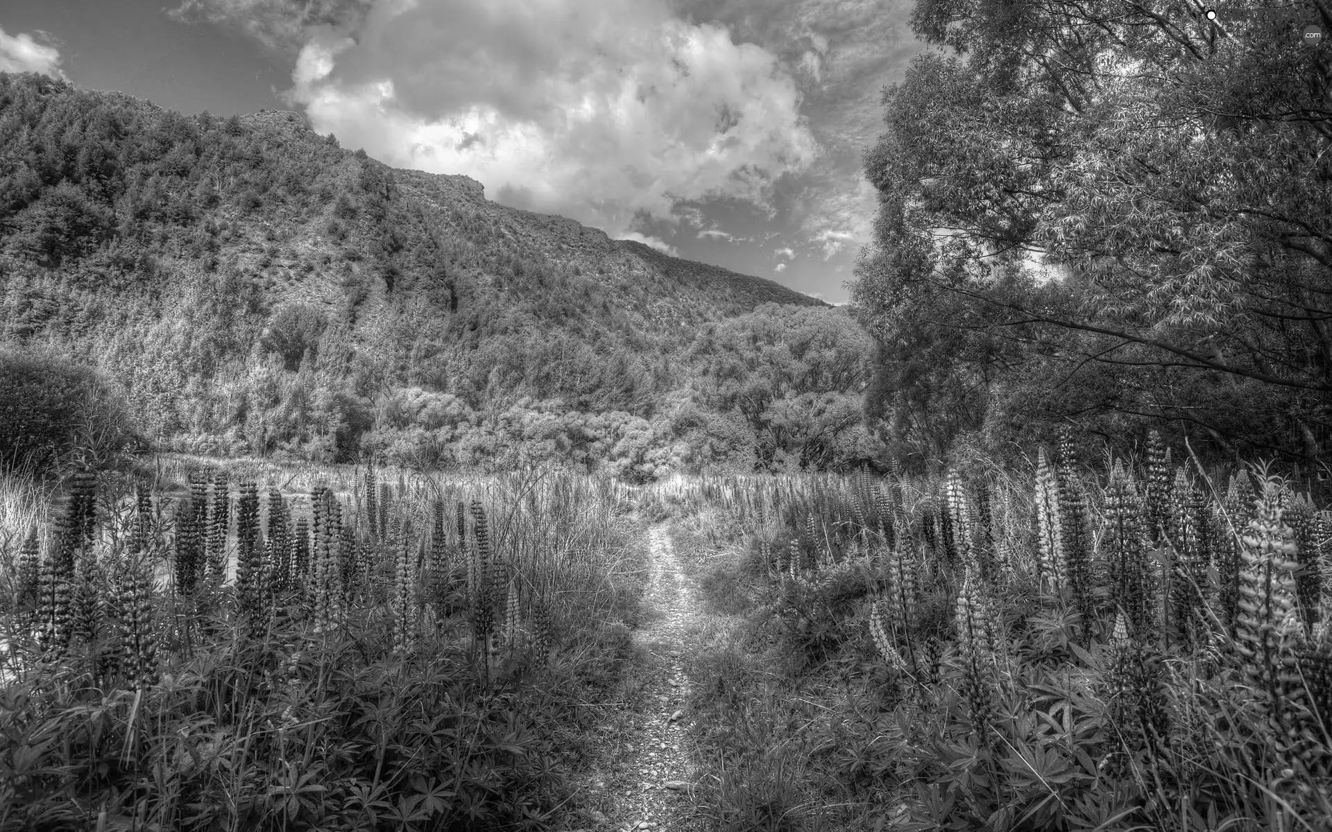 Mountains, lupine, Path, medows