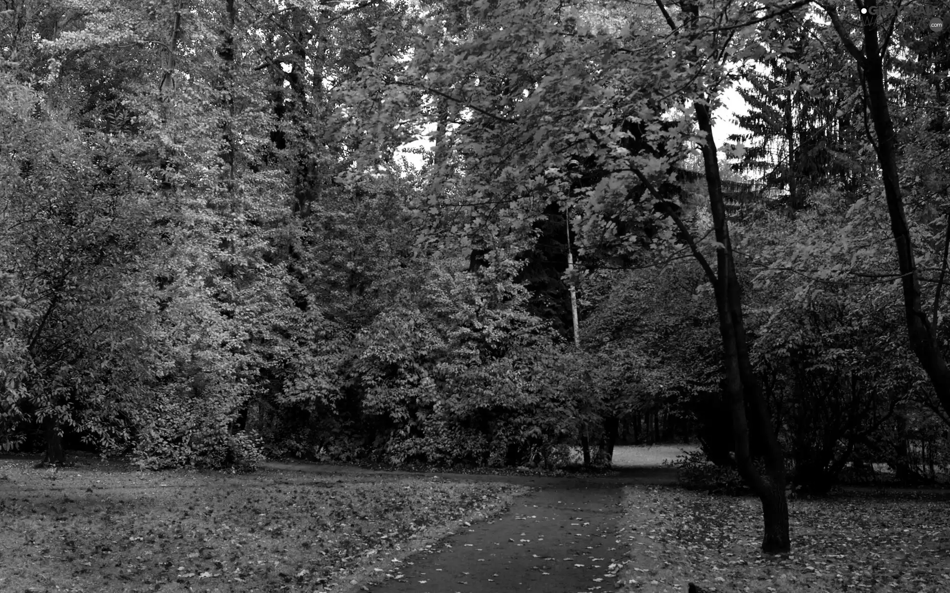 Path, autumn, Park
