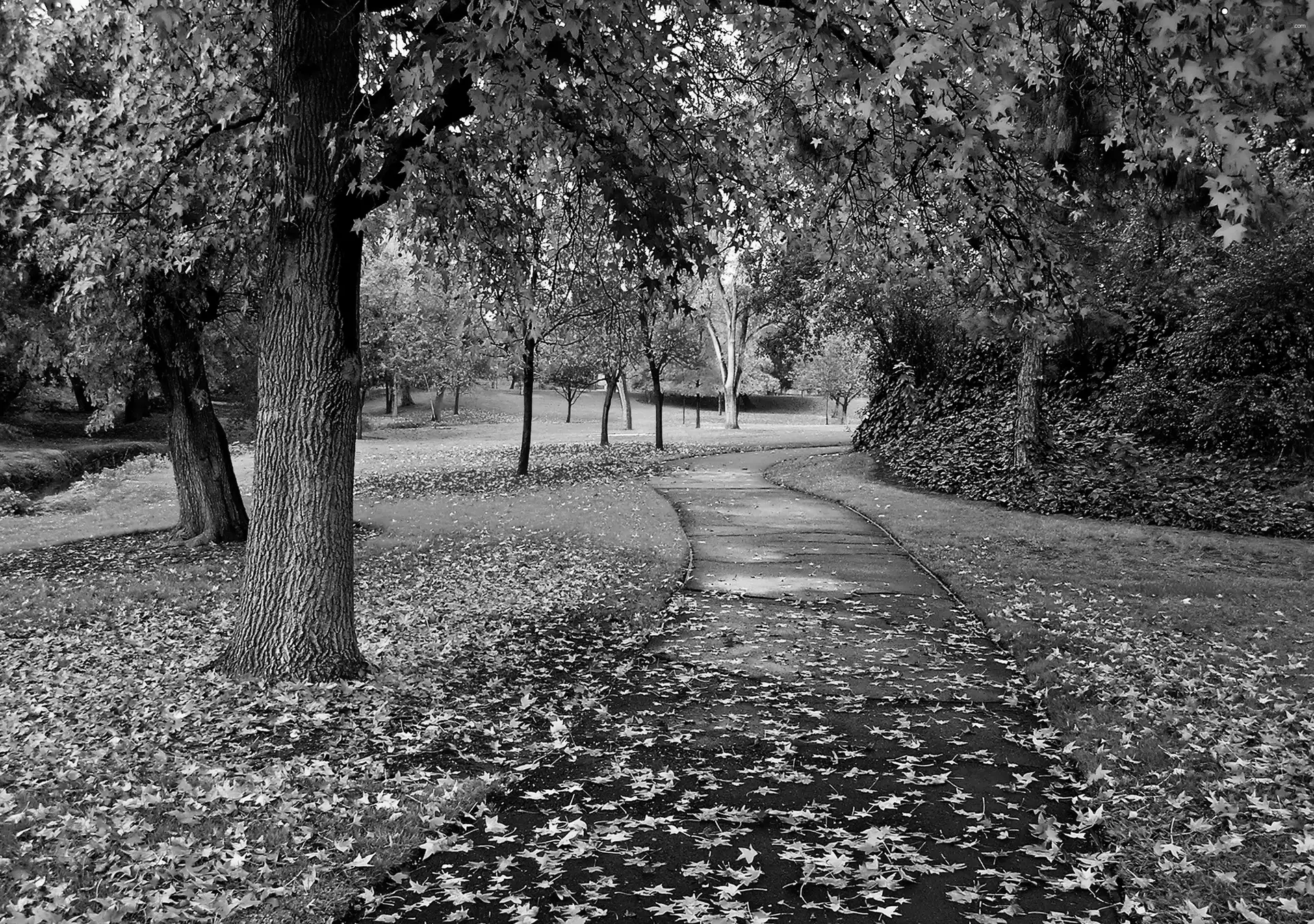 path, autumn, Park