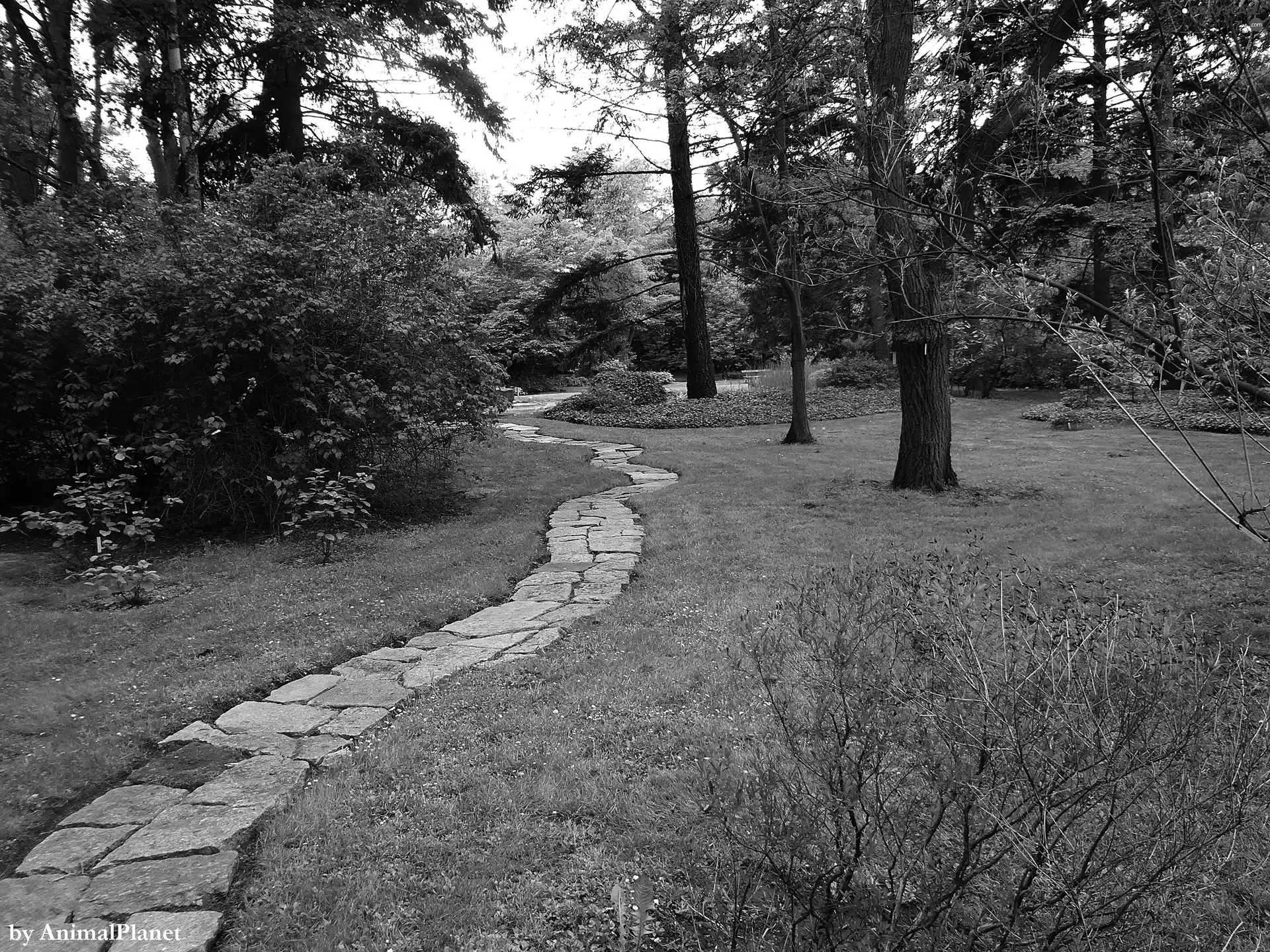 Path, landscape, Park