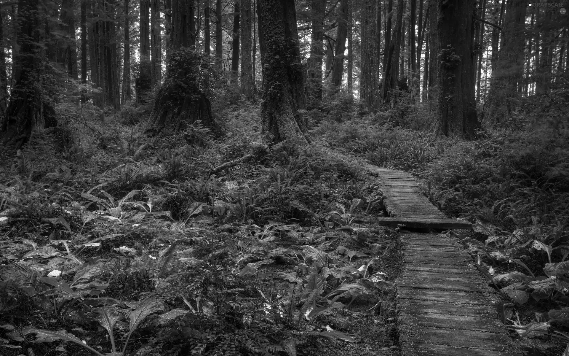 Path, forest, plants