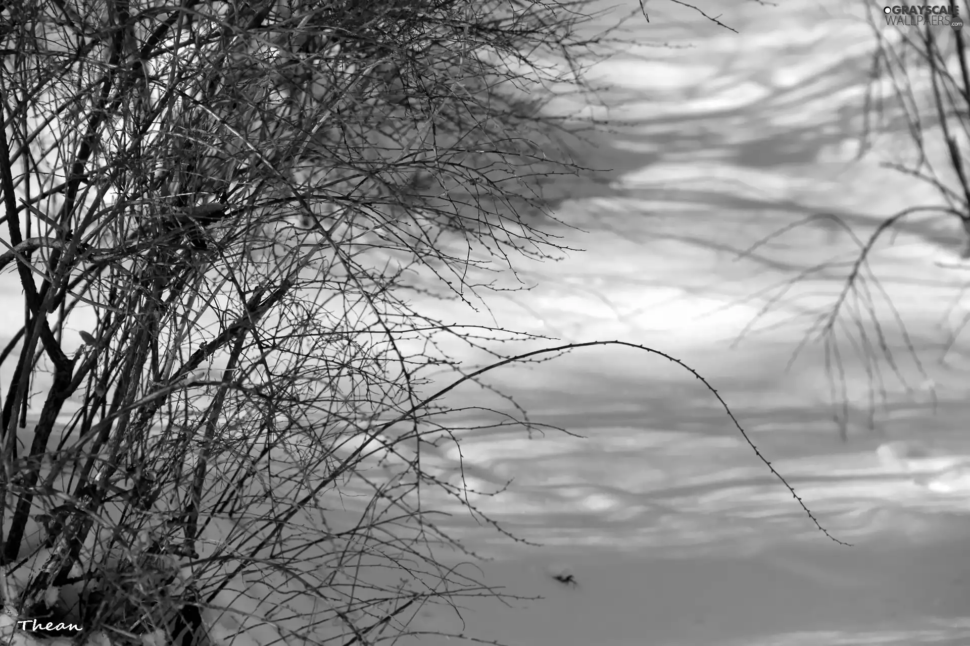 Twigs, A snow-covered, Path