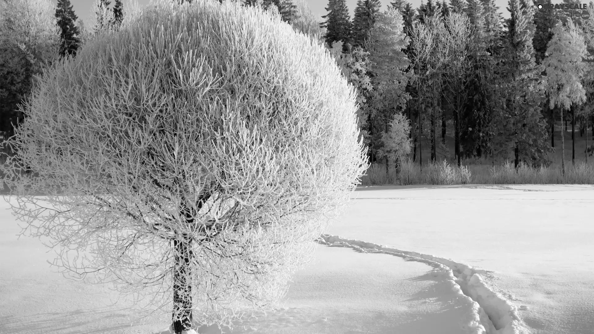 Path, snow, rime, forest, trees