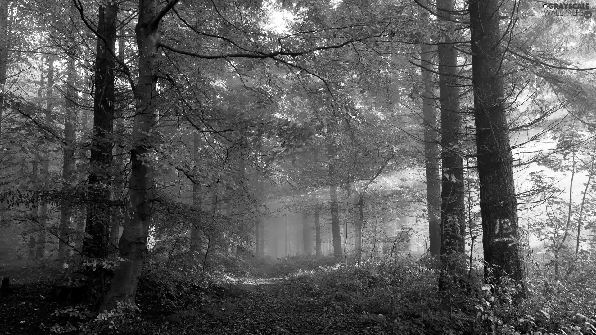 Path, forest, trees, viewes, luminosity, sunny, sun, flash, ligh