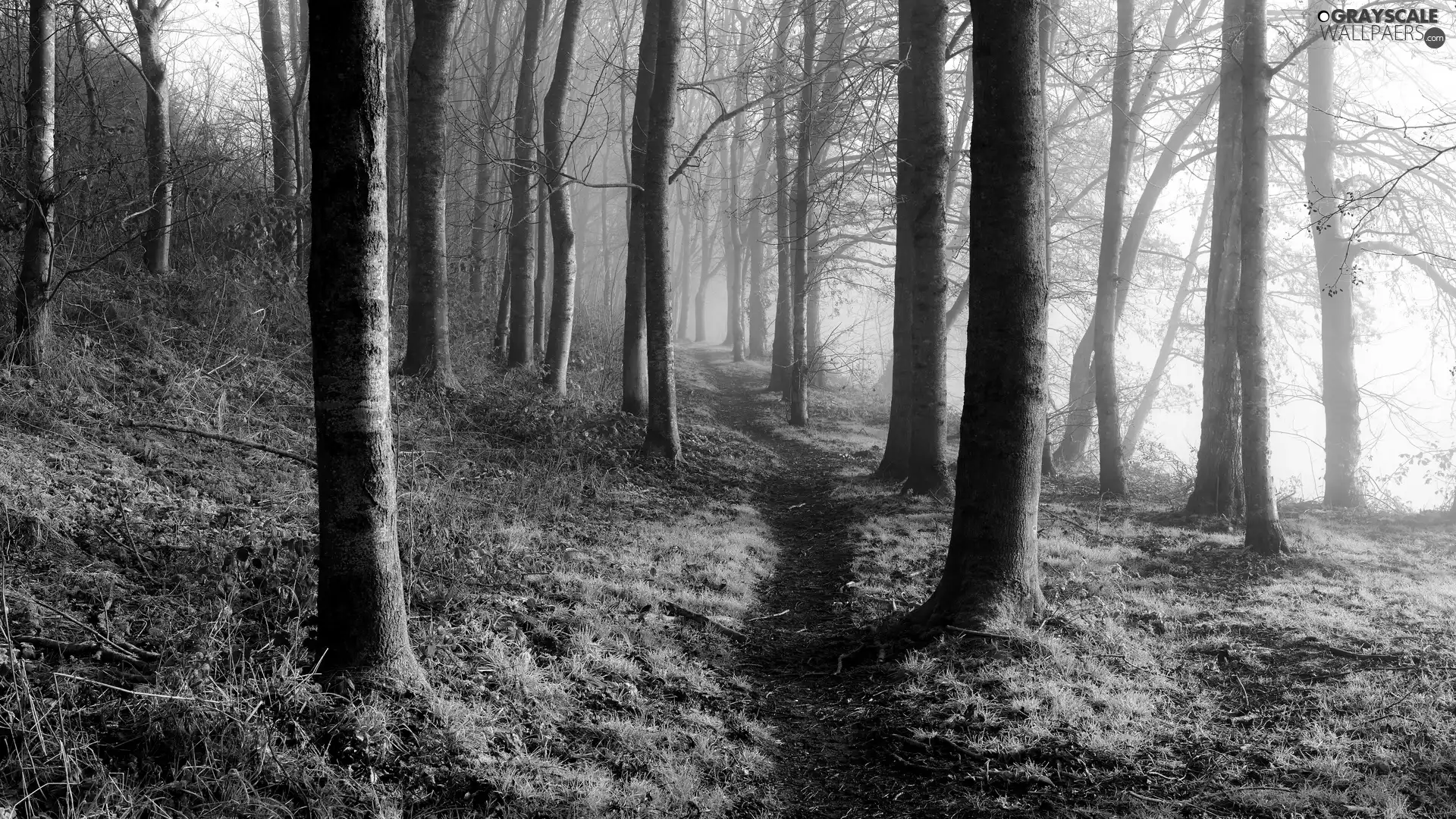 viewes, forest, Fog, Path, grass, trees