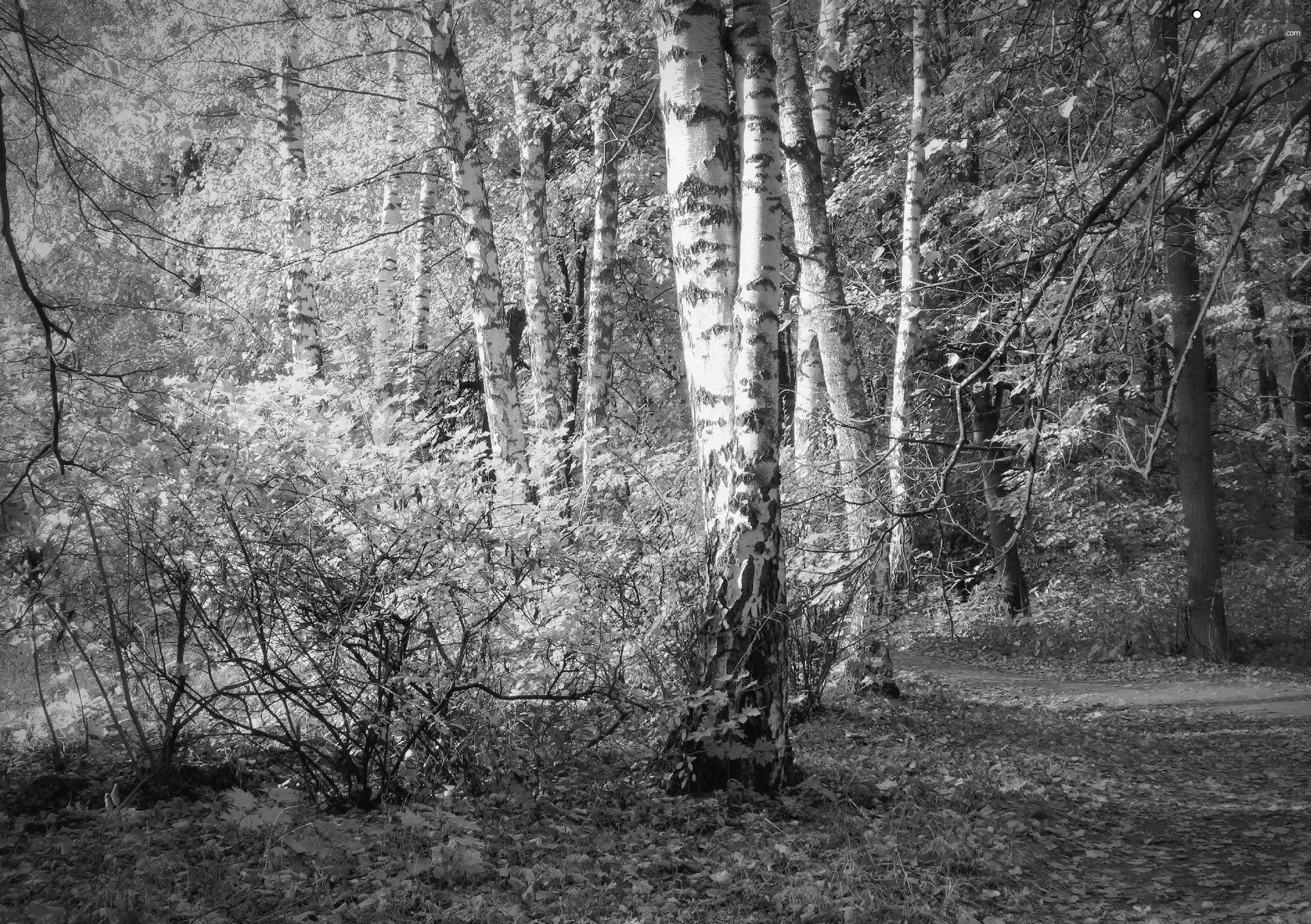 birch, Path, trees, viewes, forest