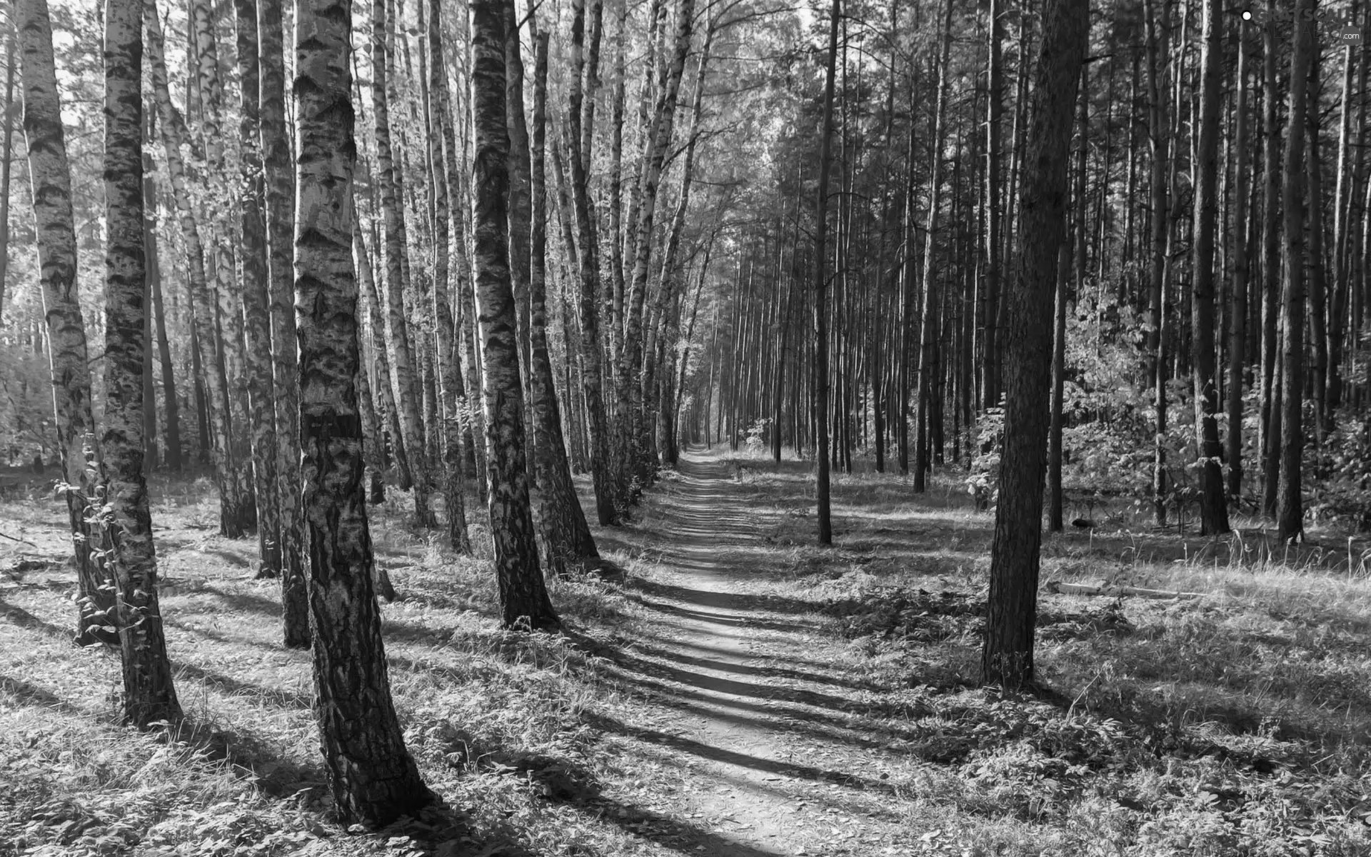 Path, Path, trees, viewes, forest