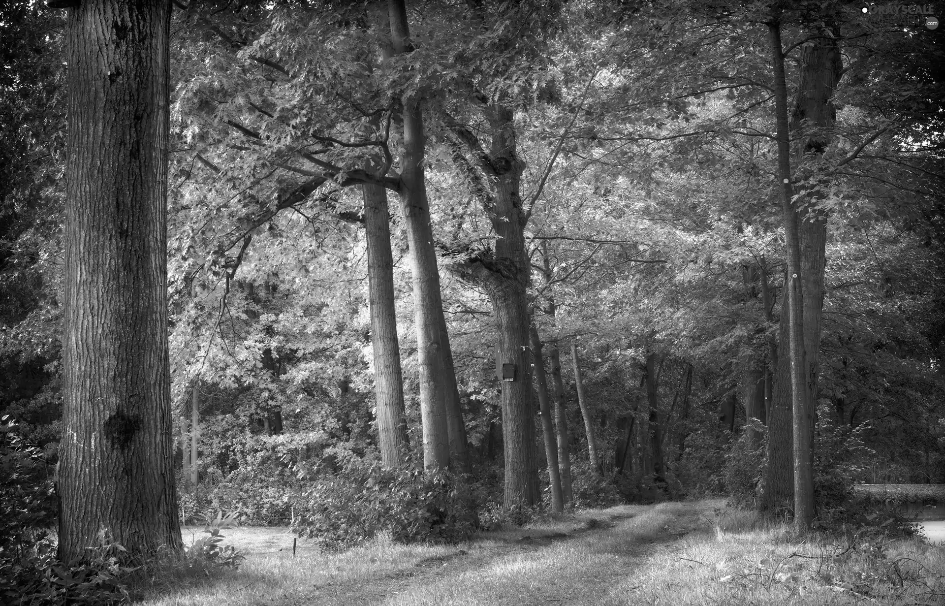 Path, Path, trees, viewes, forest