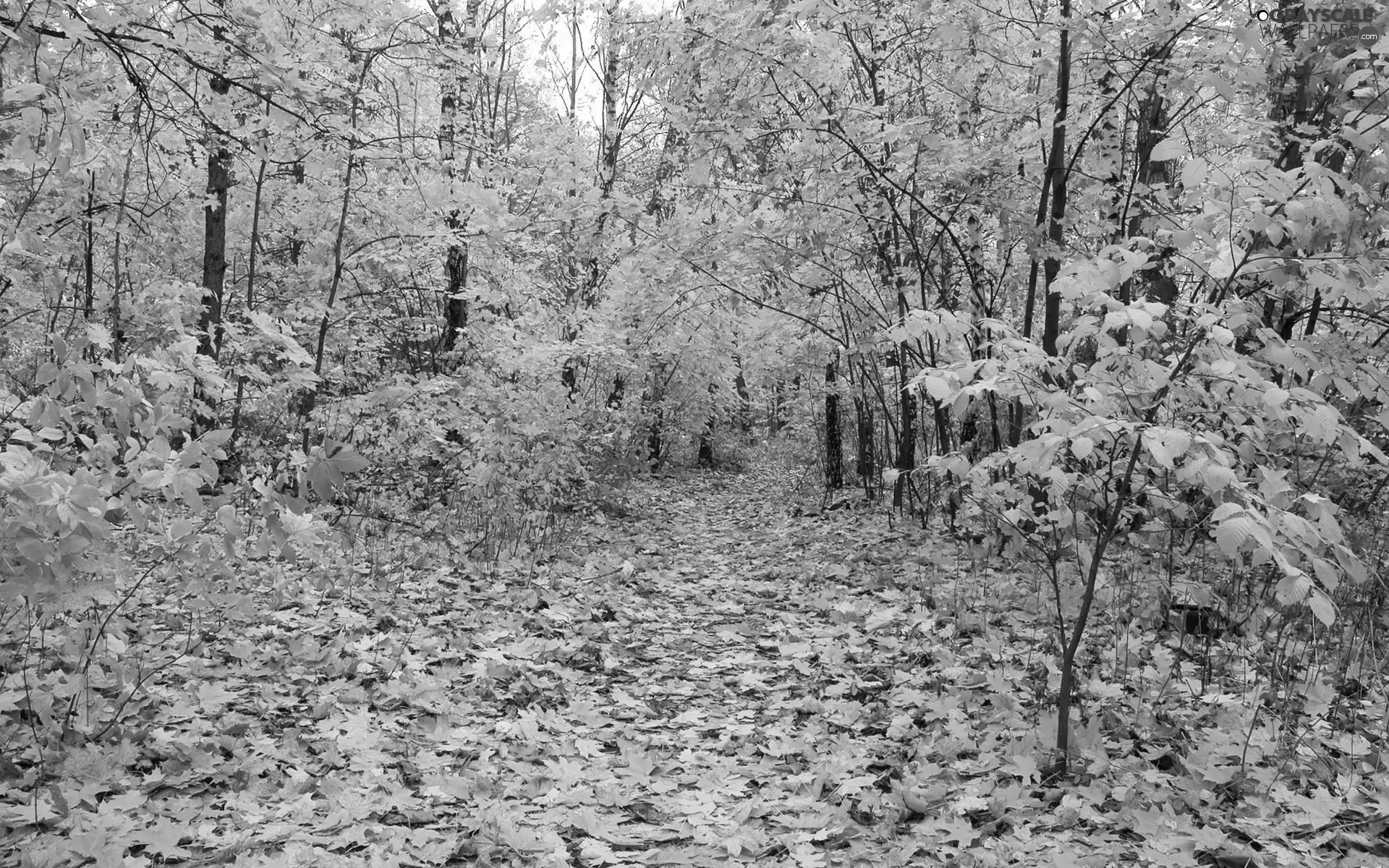 trees, Leaf, Path, viewes