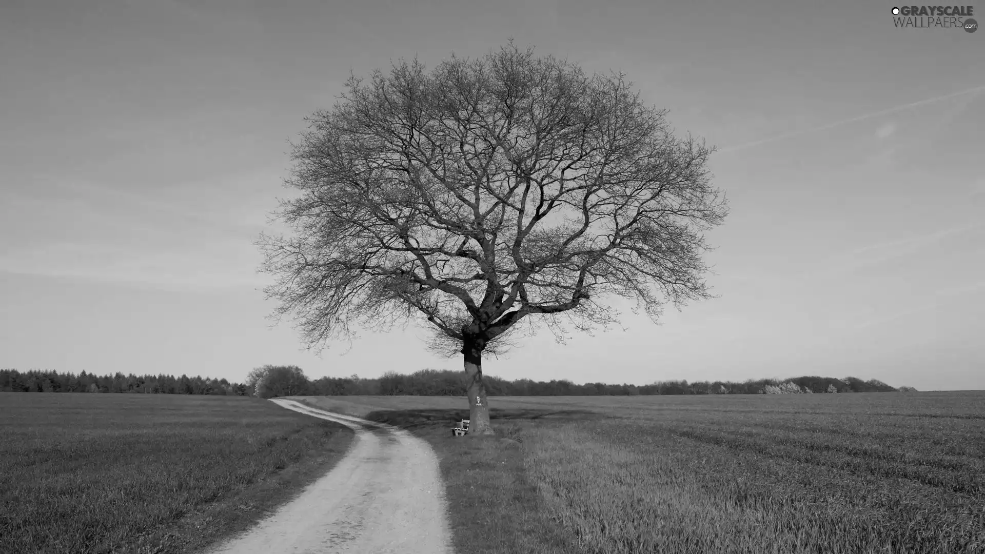 Path, trees, Green, grass, Meadow