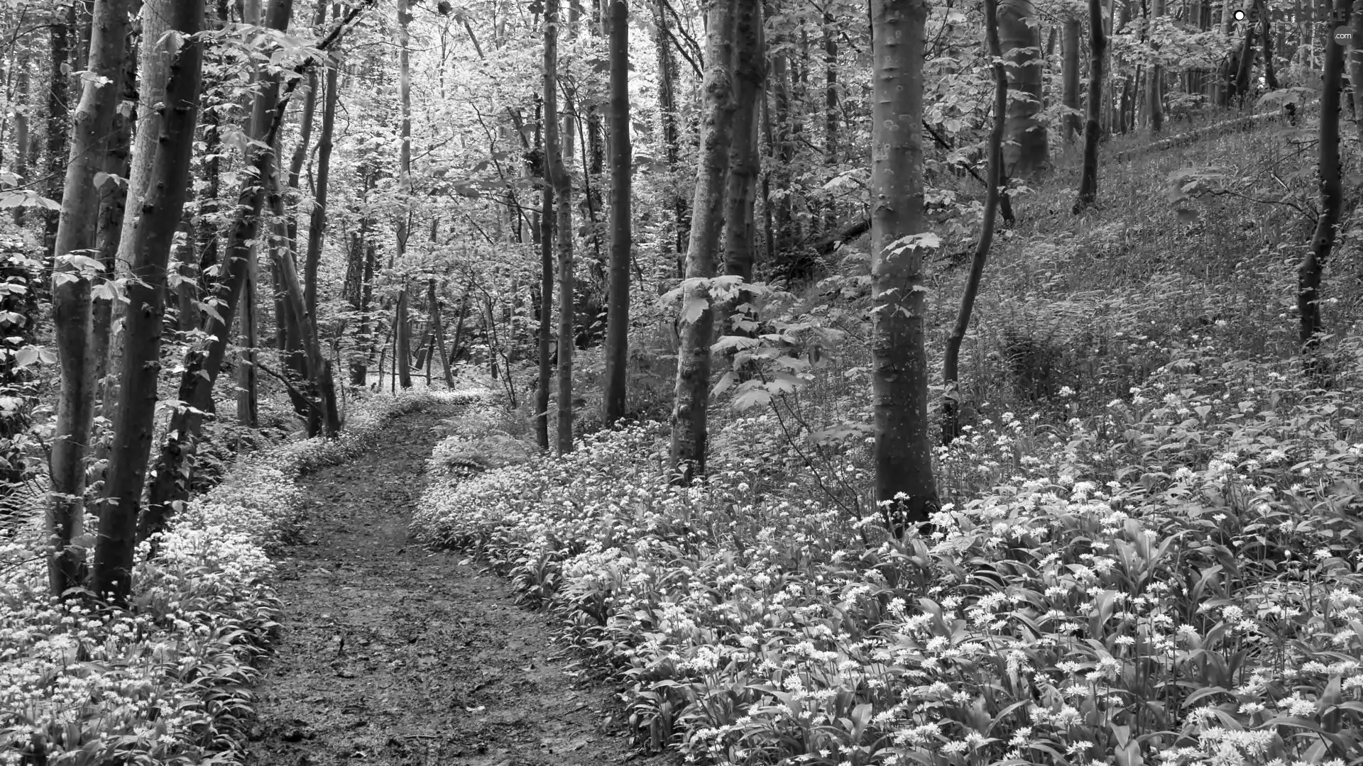 Flowers, Spring, trees, Wildflowers, forest, Path, viewes