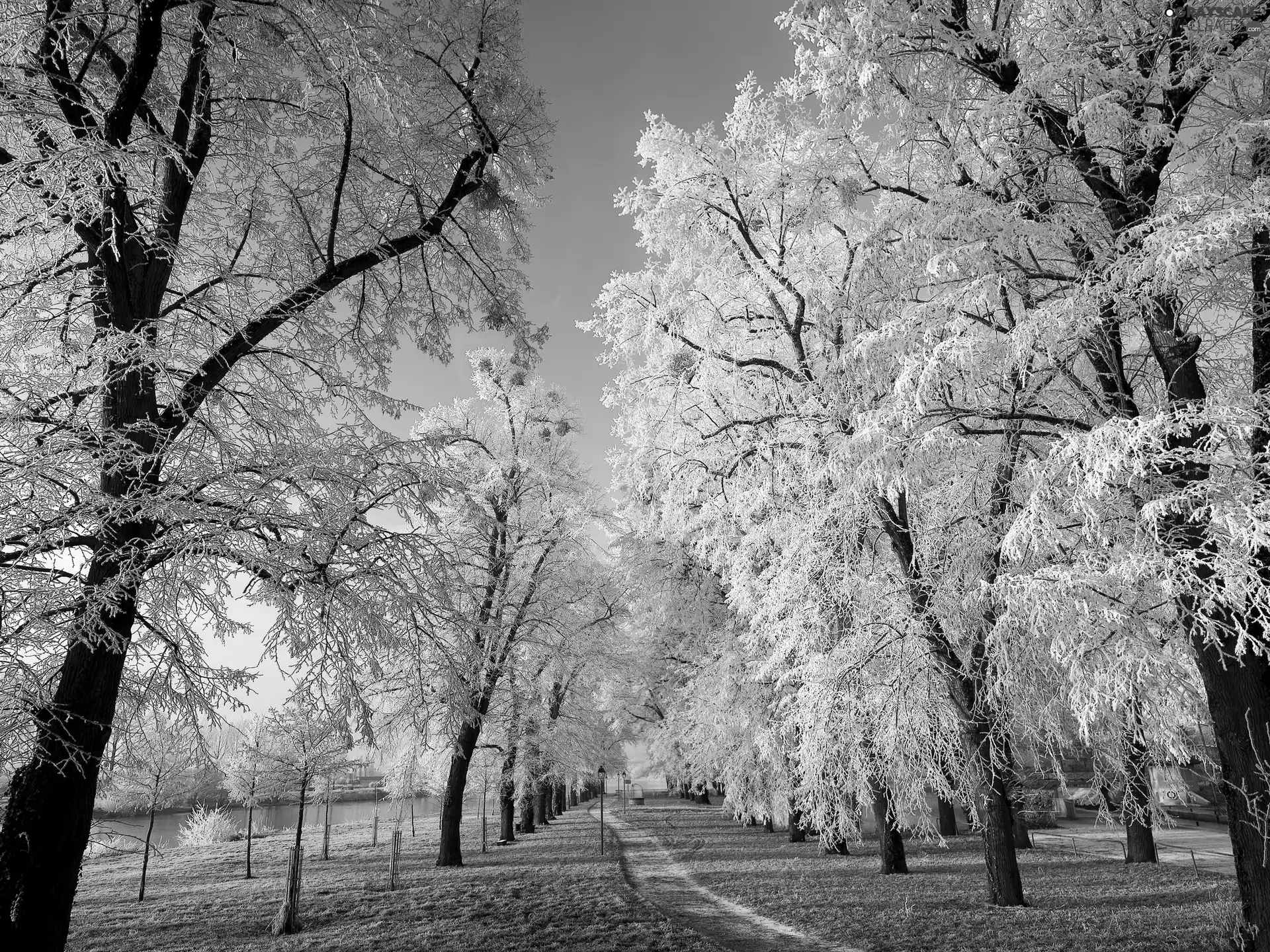 trees, Park, Path, winter, viewes, River