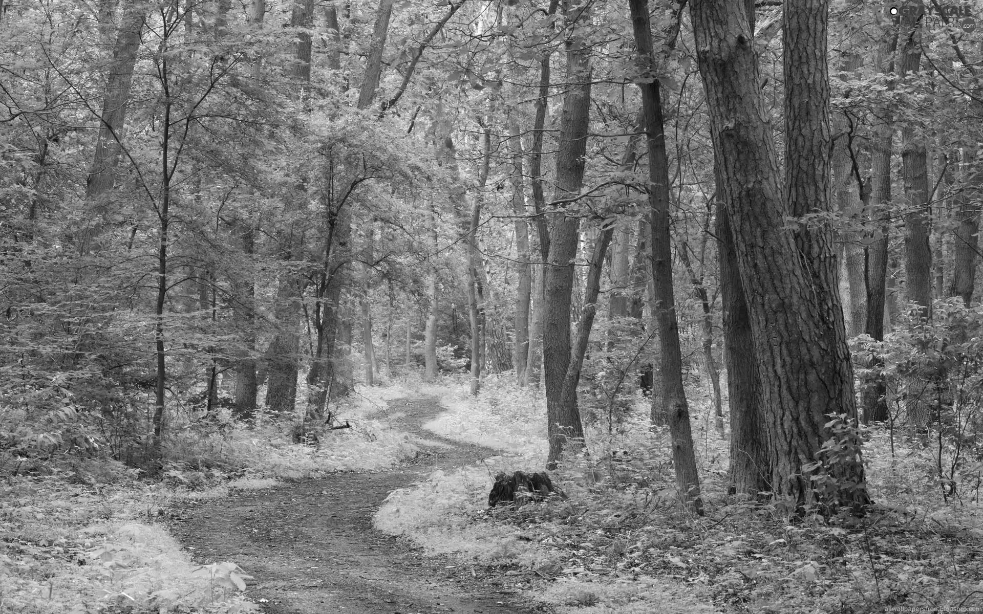 pathway, Green, forest