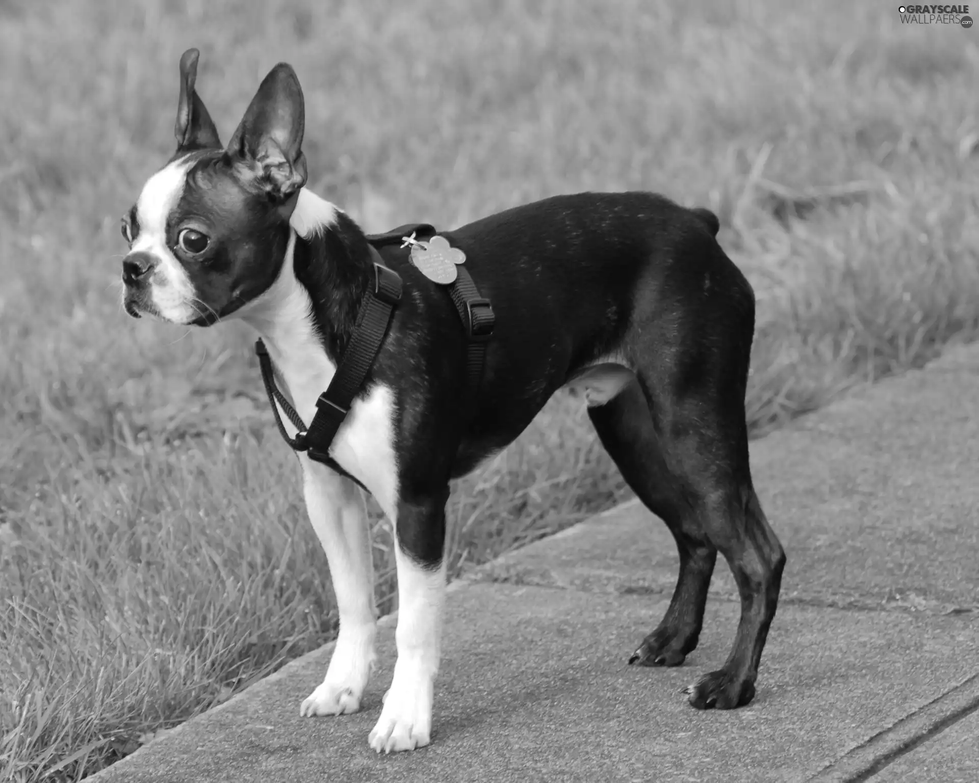 grass, Boston Terrier, Pavement