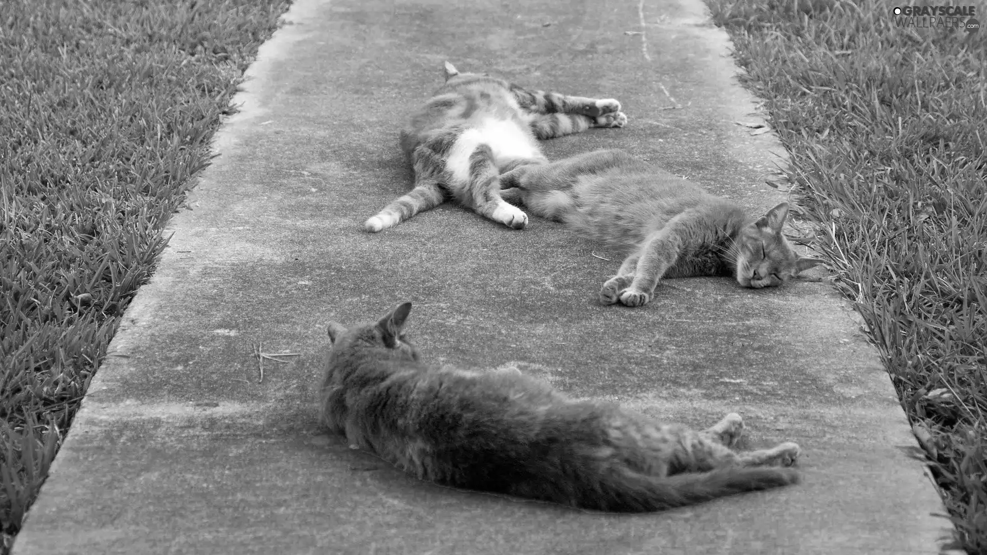 cats, Pavement
