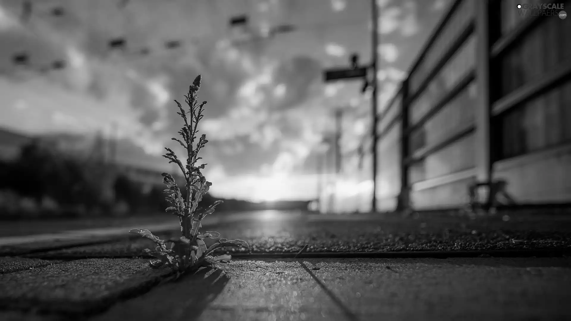 Great Sunsets, plant, Pavement