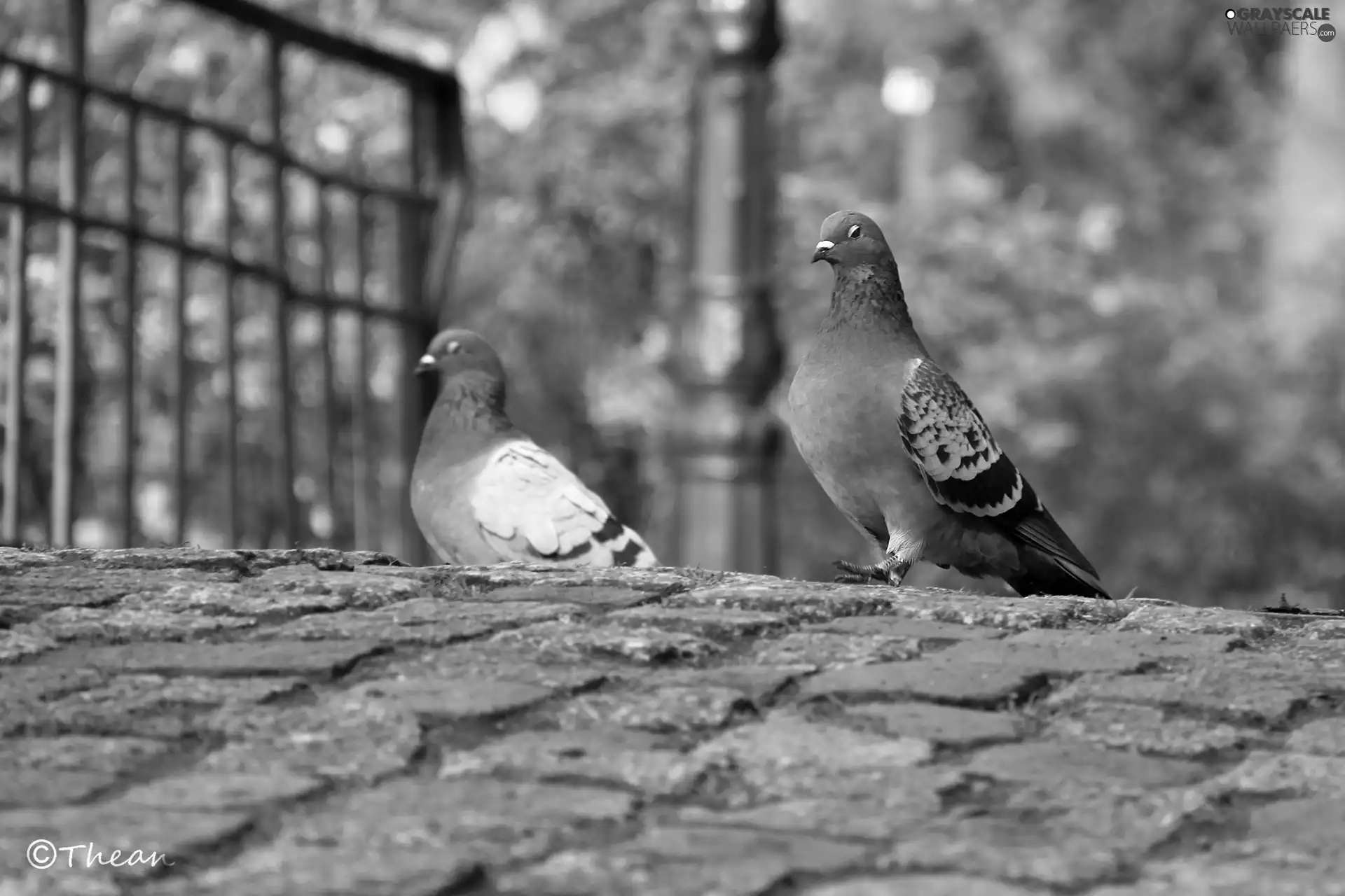 pigeon, brick, paving, Bird