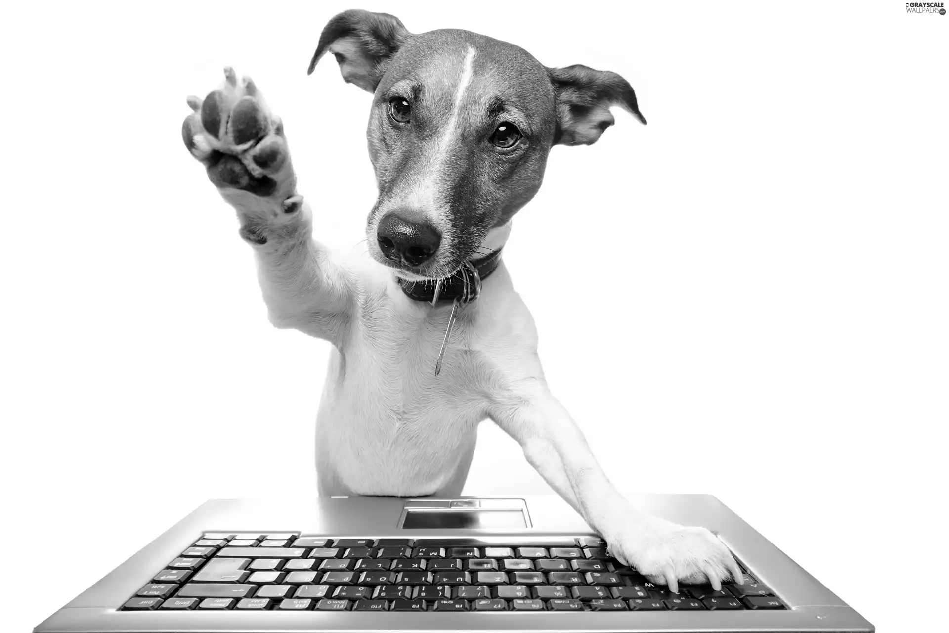 dog, paw, Jack Russell Terrier, keyboard