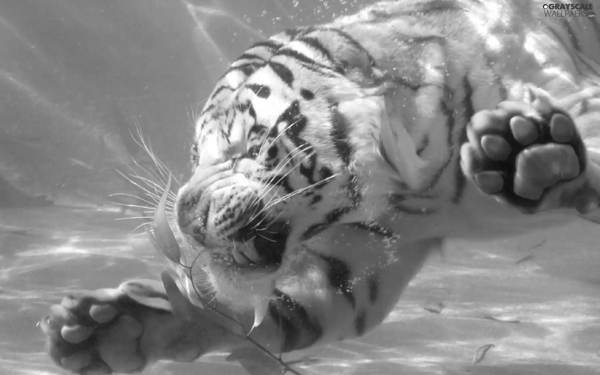 tiger, water, paws, plunger