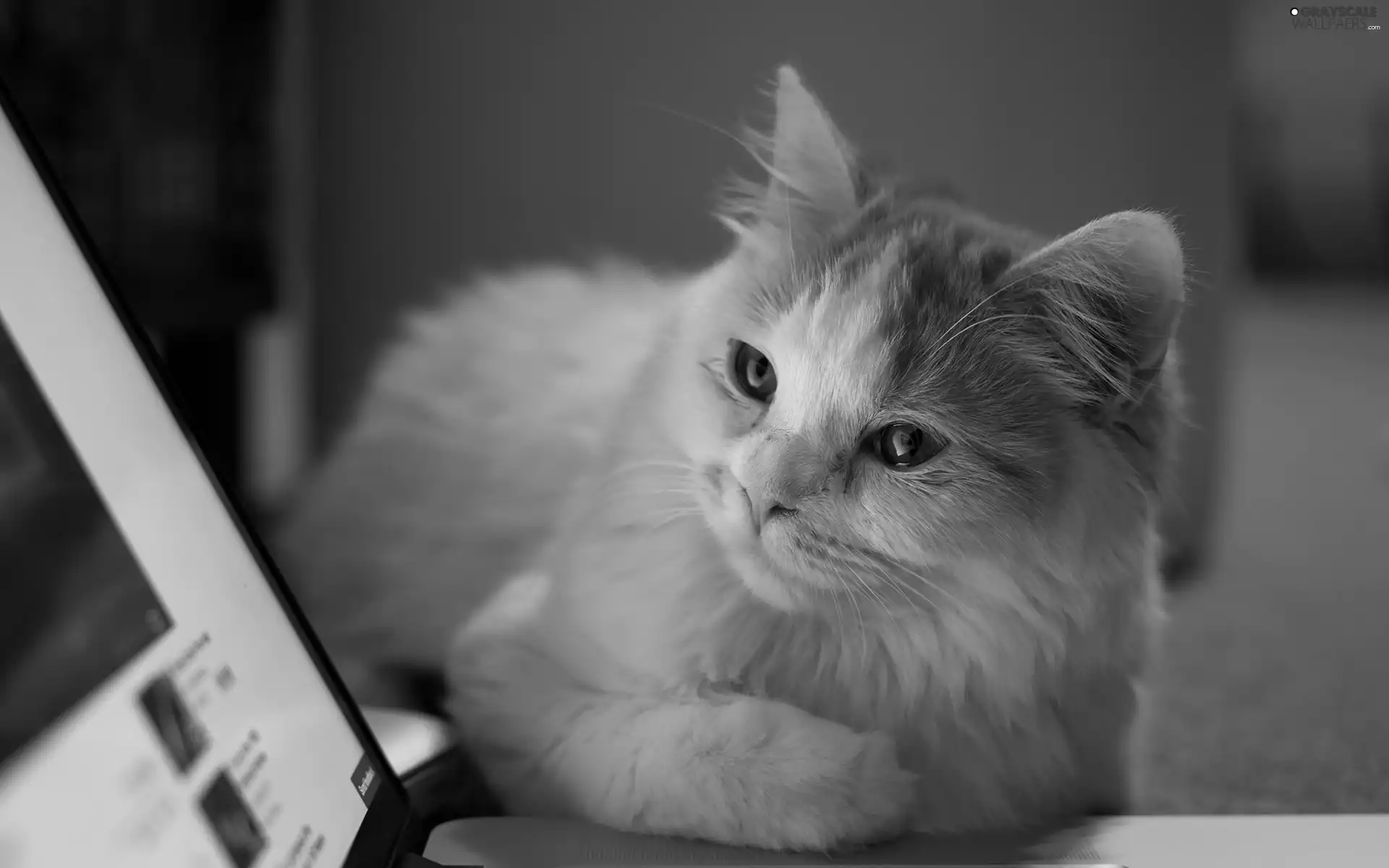cat, PC