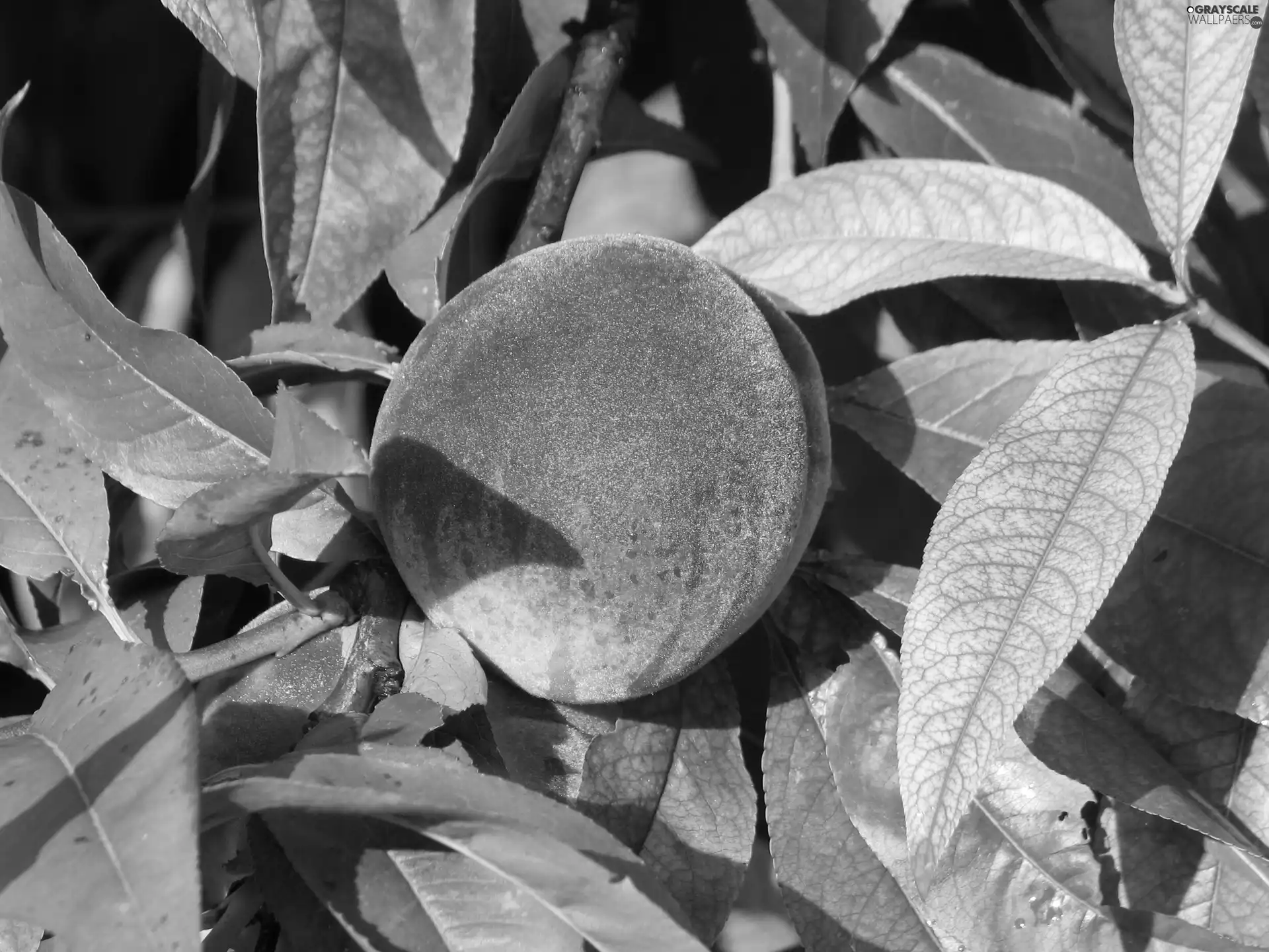 Mature, peach