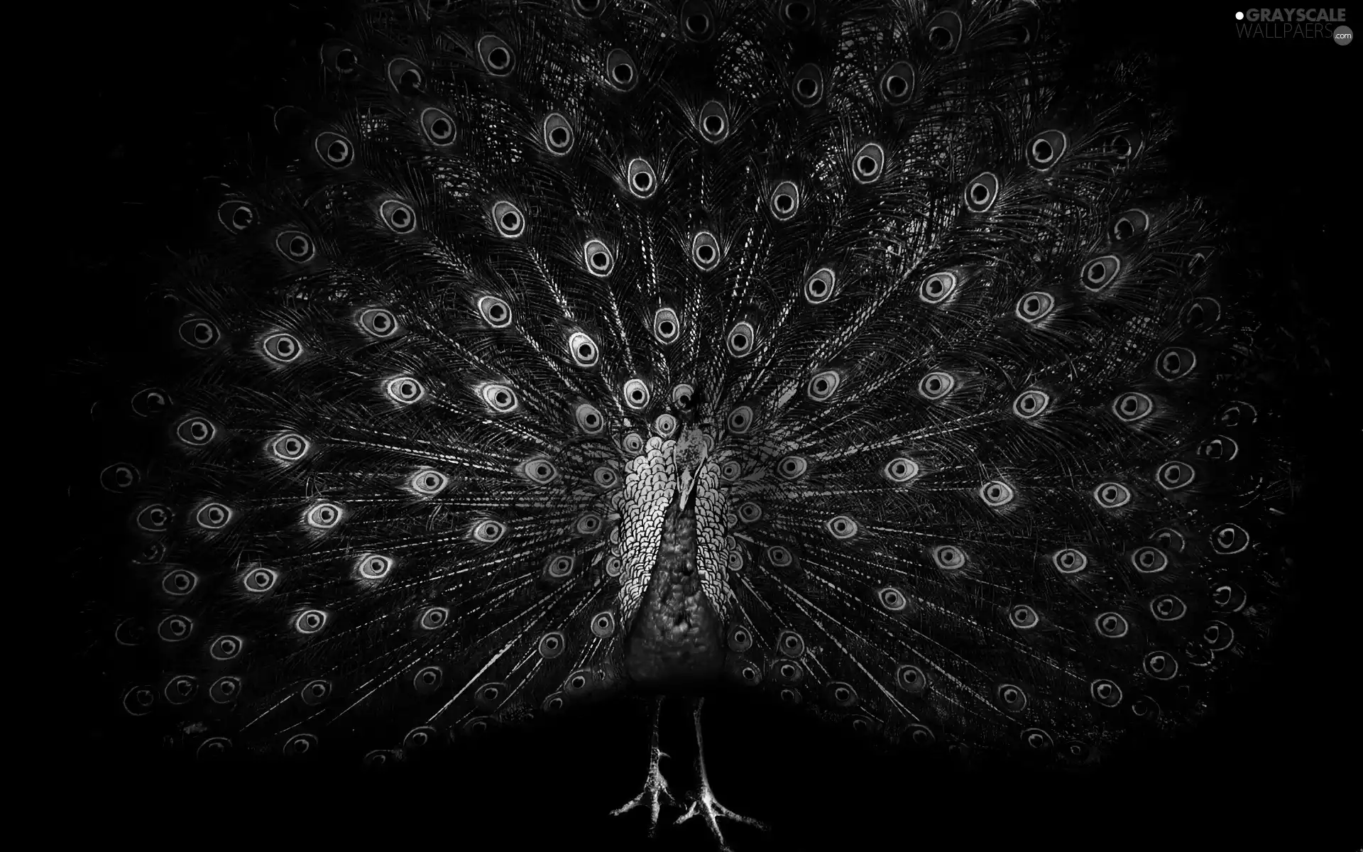 Bird, peacock