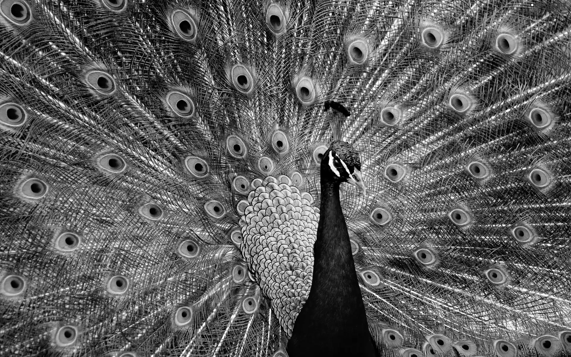 peacock, extremely, color