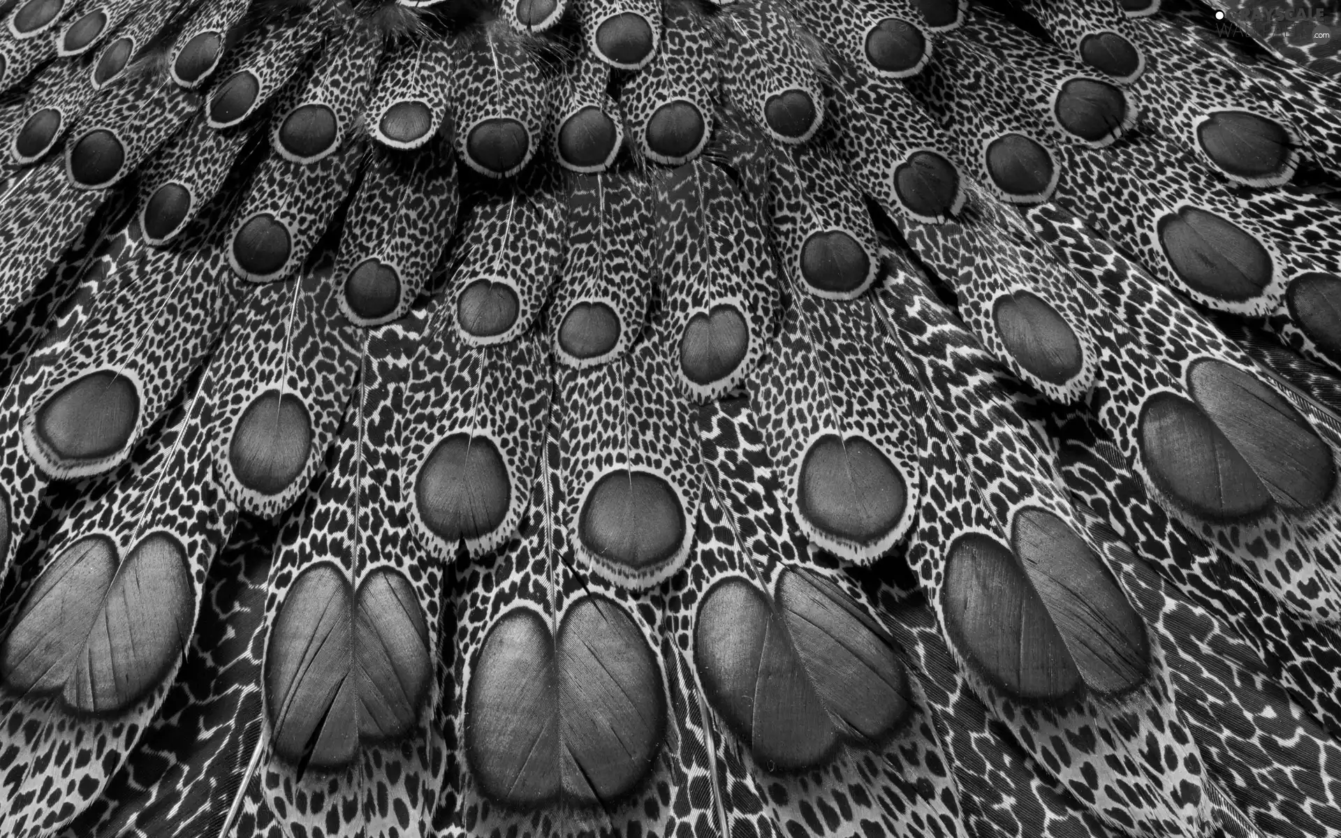 feather, peacock