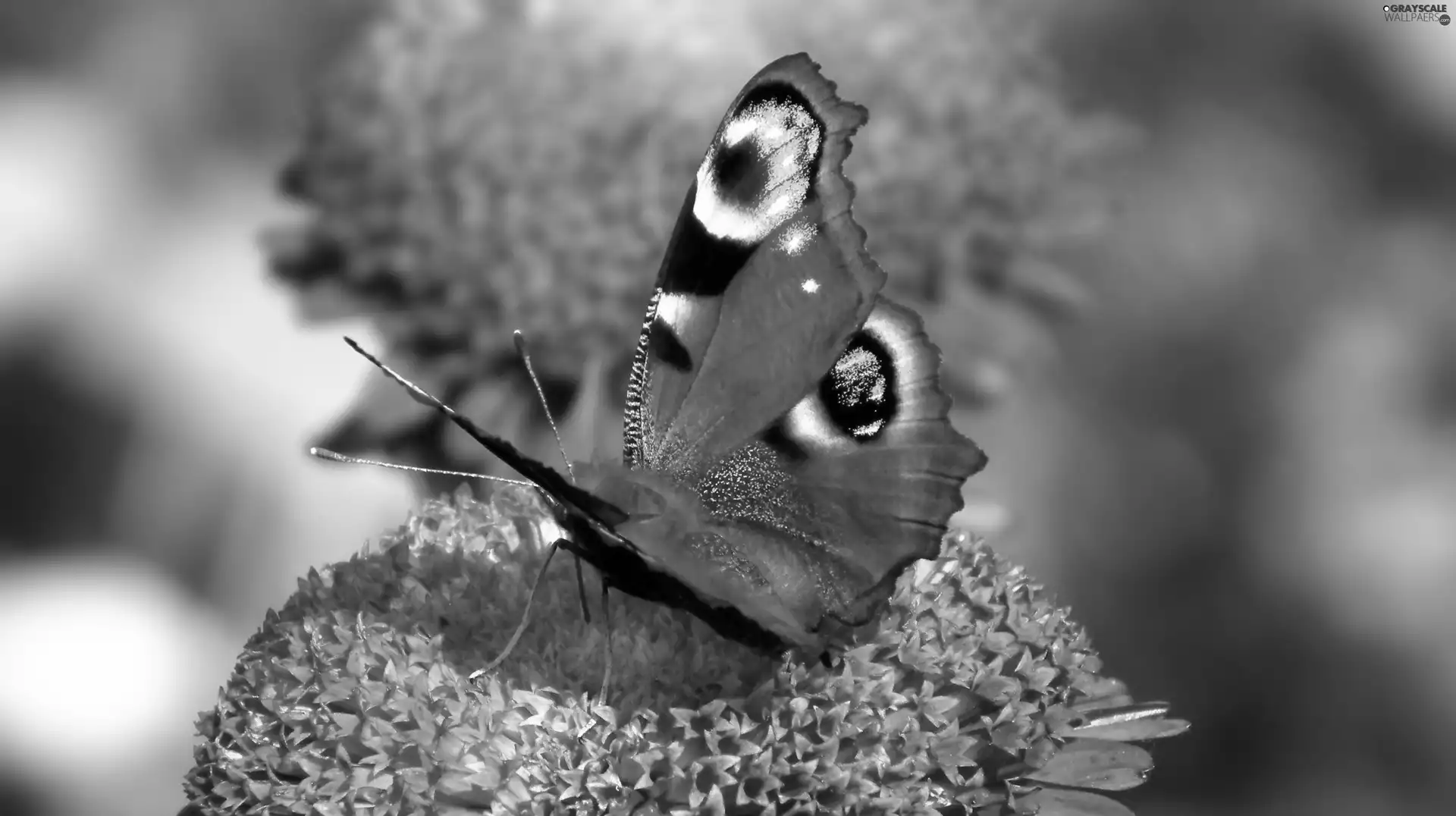 Colourfull Flowers, butterfly, Peacock