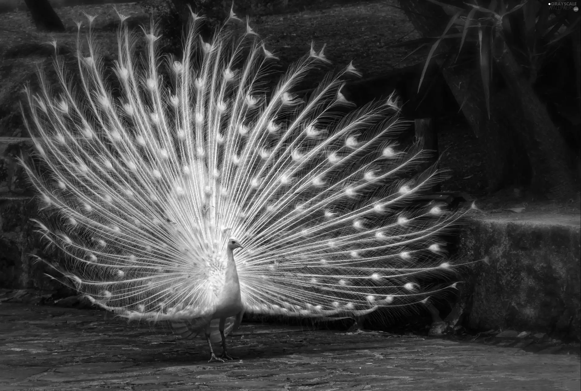 White, peacock